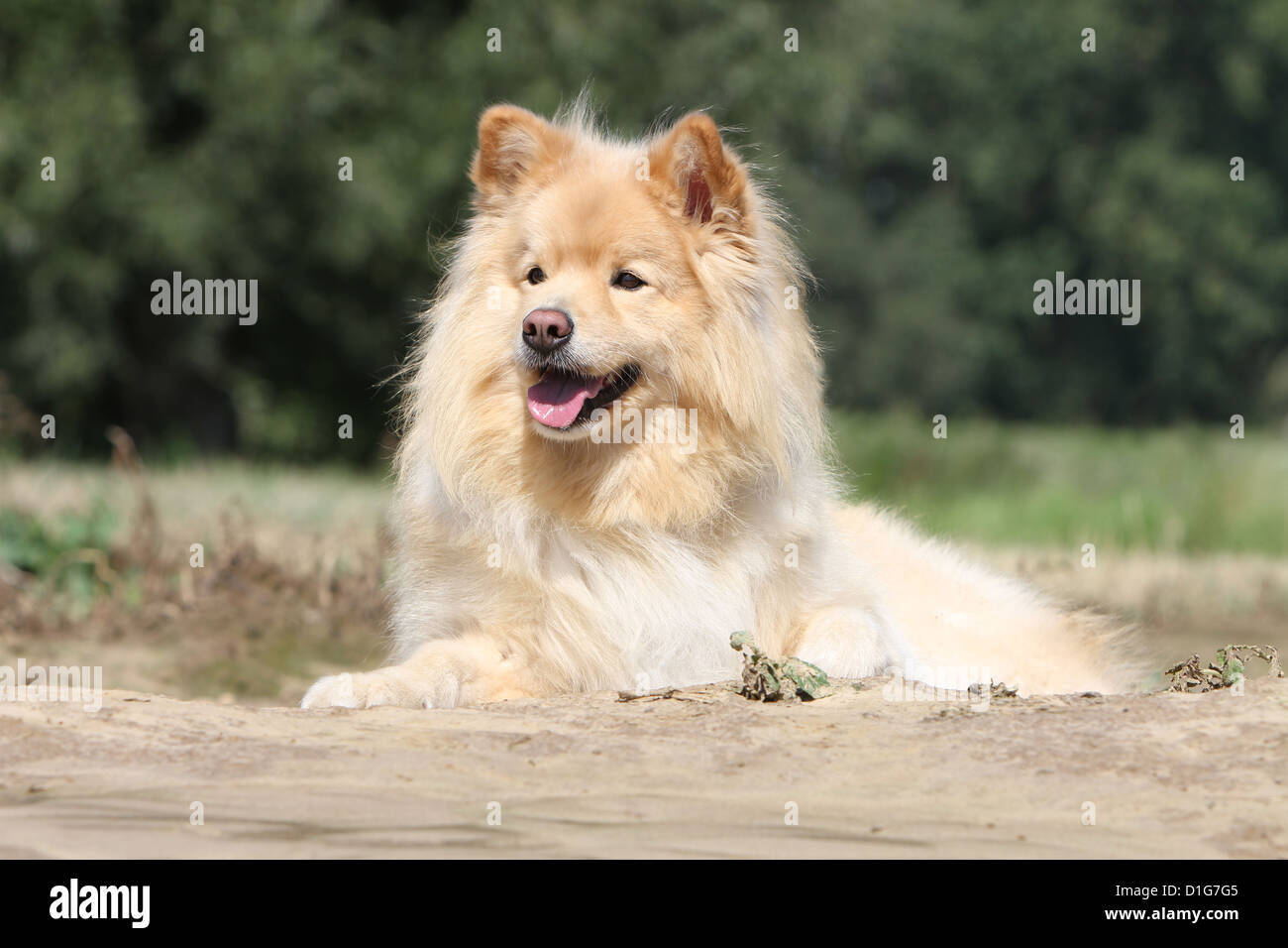Dog Finnish Lapphund Suomenlapinkoira Lapinkoïra chien finnois de ...