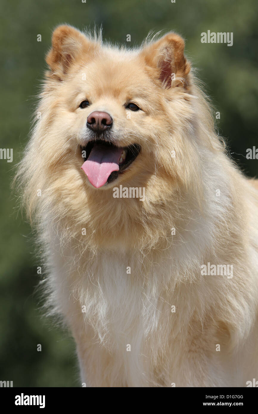 Finnois Stock Photos Finnois Stock Images Alamy