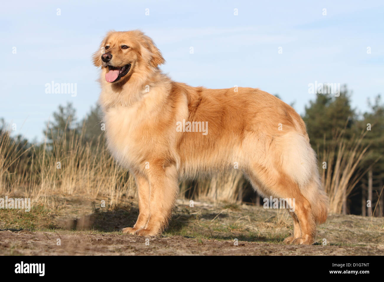 Dog hovawart blond adult standing  to profile natural standard Stock Photo