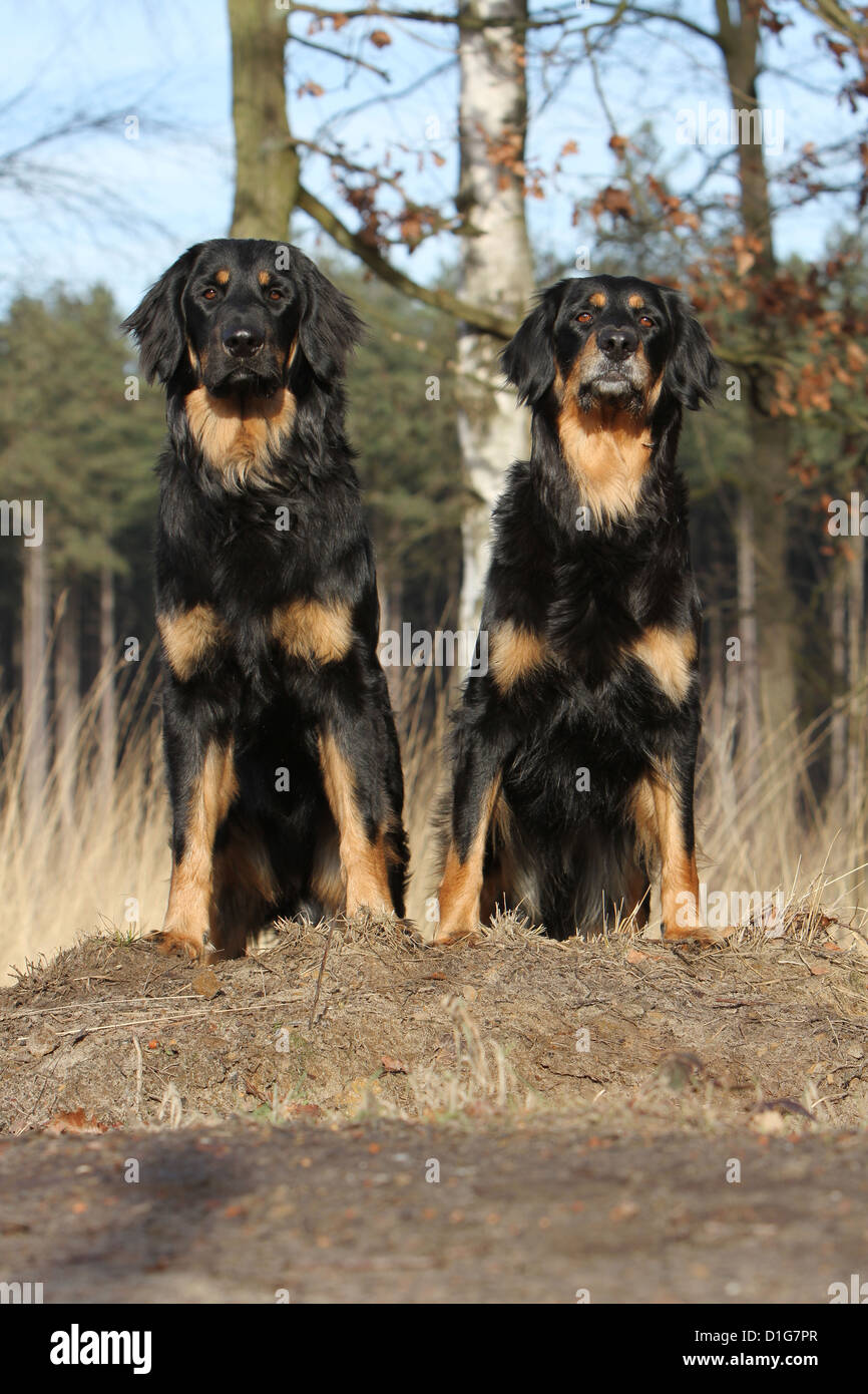 Hovawart black hotsell and tan