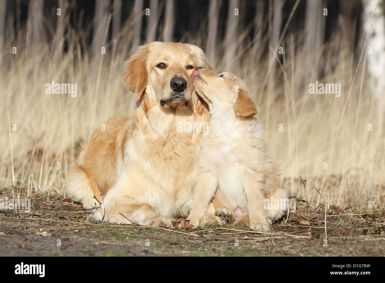 Hovawart dog adult and puppy blond blonde lying the edge of the forest Stock Photo