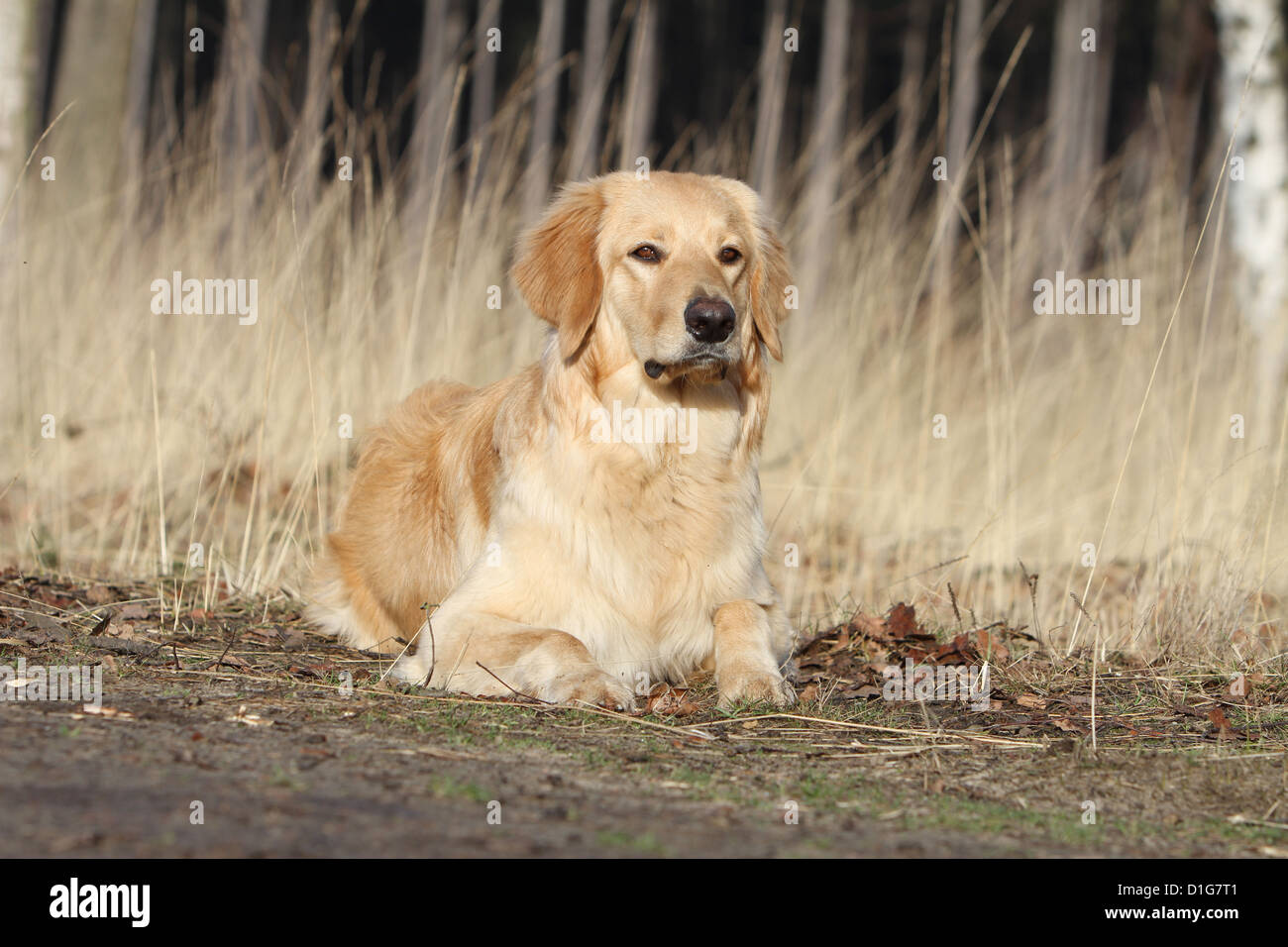 Hovawart dog blond blonde lying the edge of the forest Stock Photo