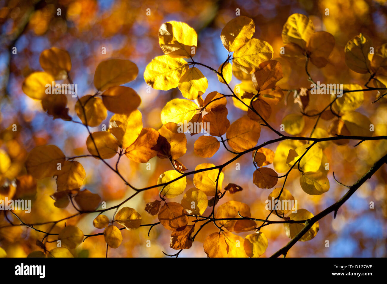 Golden leaves in Autumn Stock Photo