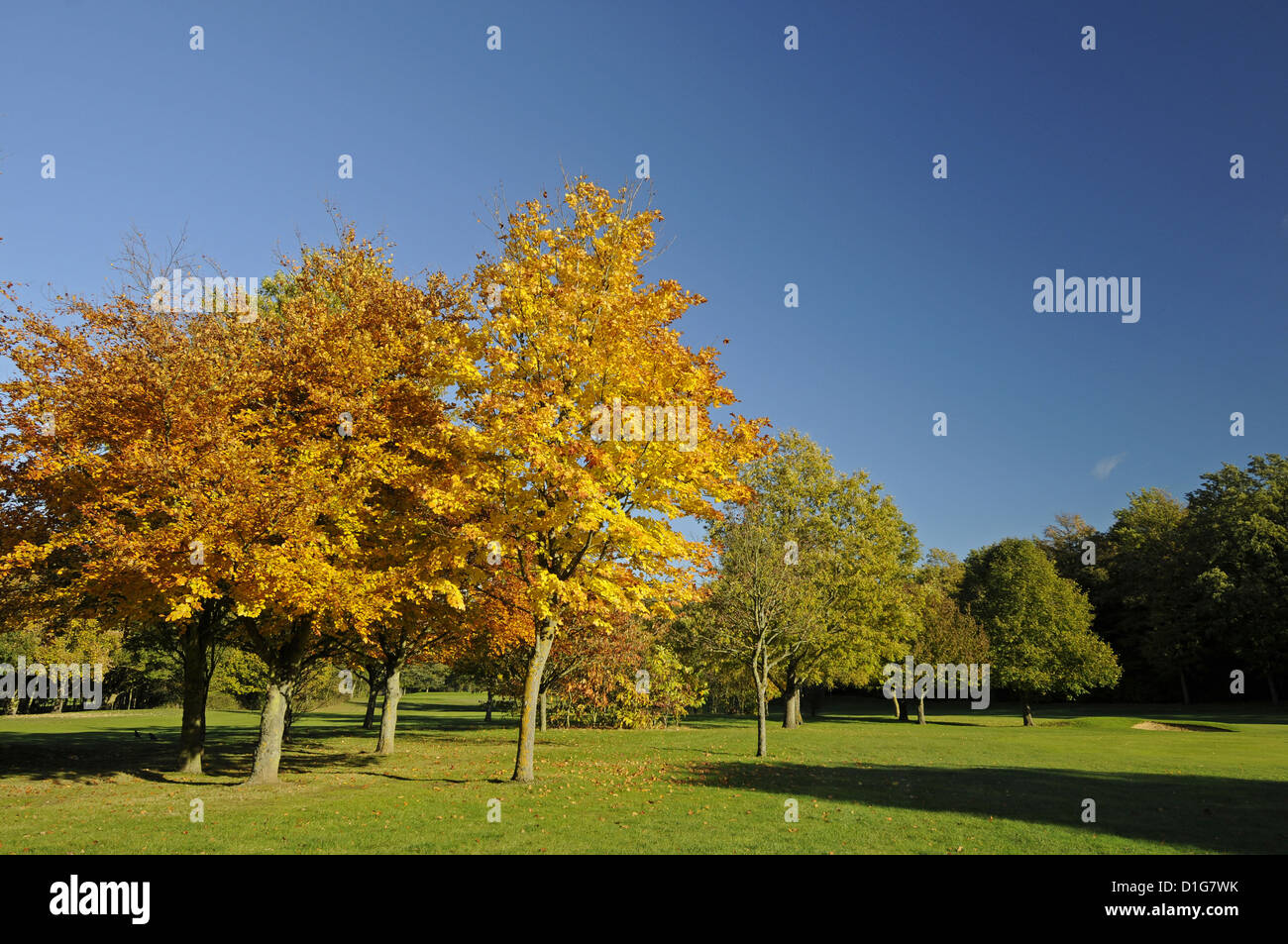 Autumn scene on a golf course in Bromley Kent England Stock Photo