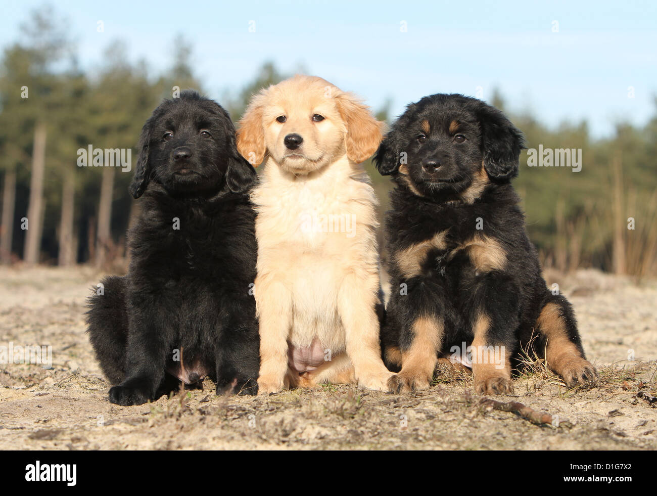 Dog three Hovawart Black  blond black and tan puppy puppies sit sitting two several in nature three color variety colors Stock Photo