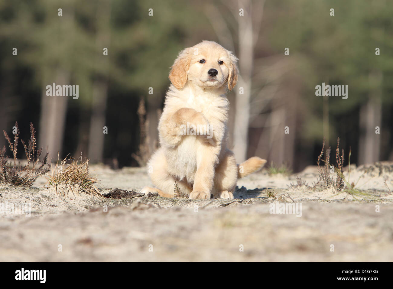 Hovawart blond Dog chien puppy sitting blonde in nature Stock Photo