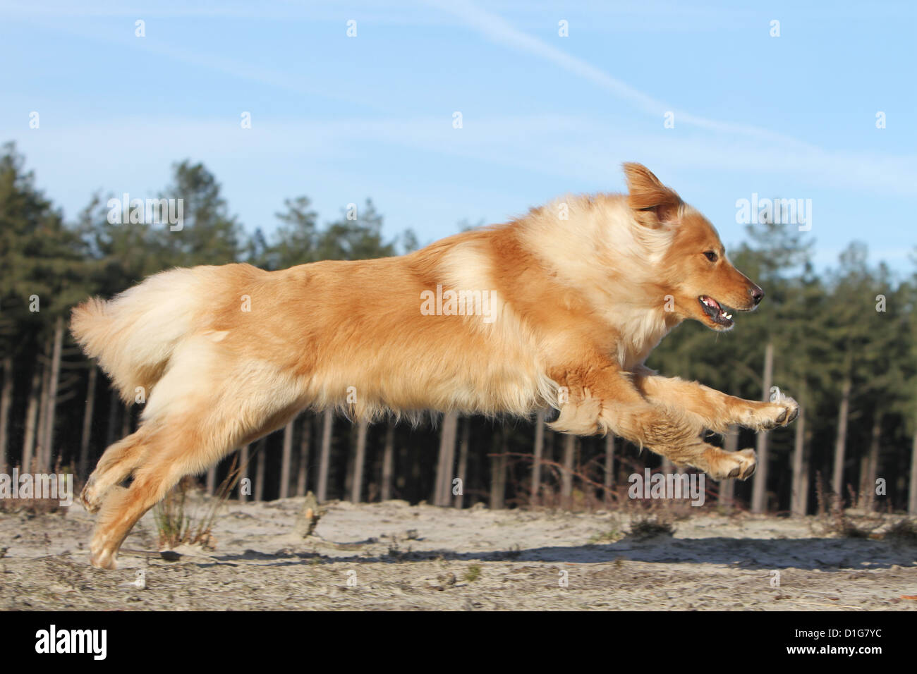 Dog hovawart blond blonde run jump profile Stock Photo