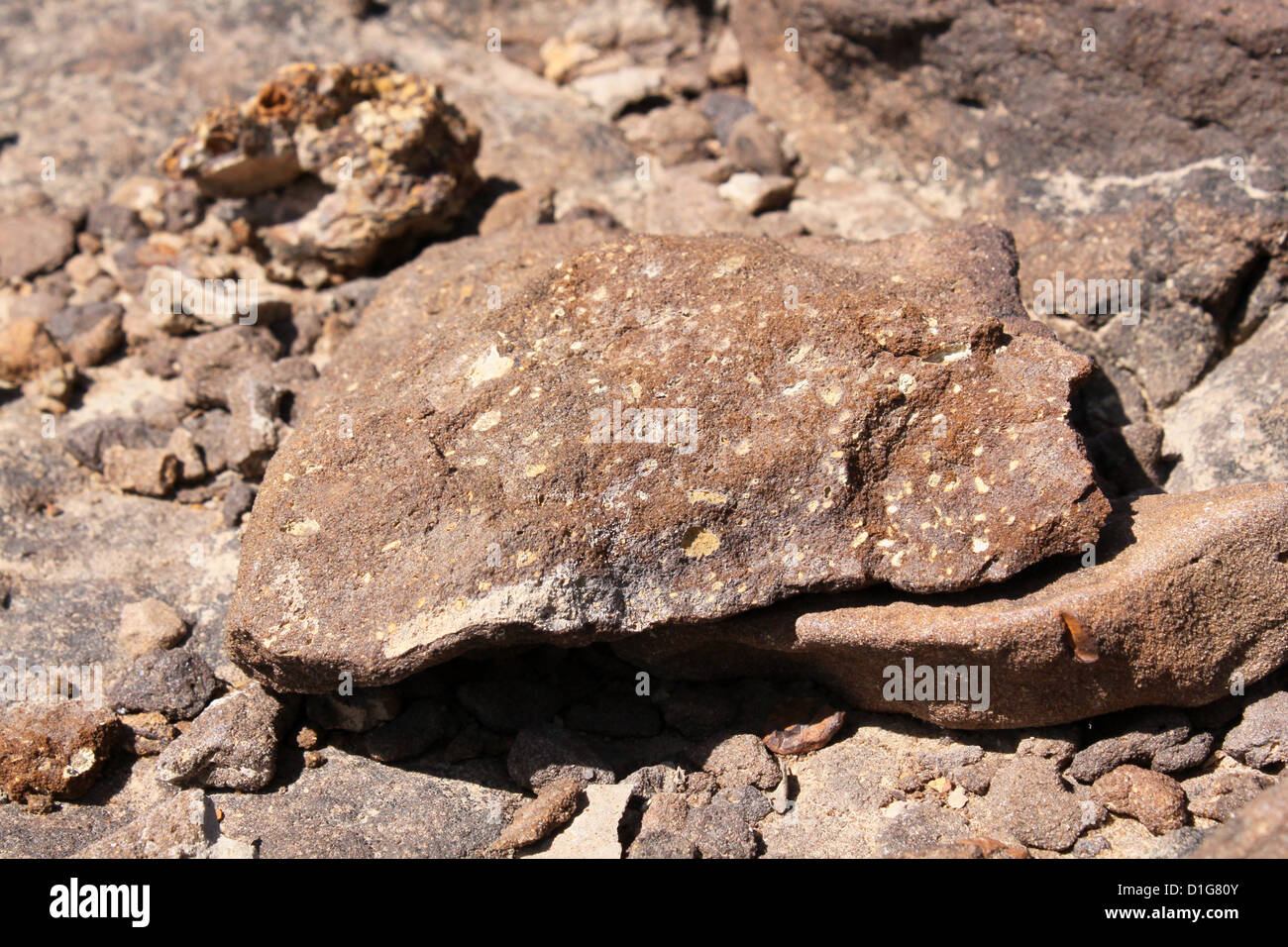 Volcanic rock at Akal wood fossil forest Rajasthan india Stock Photo