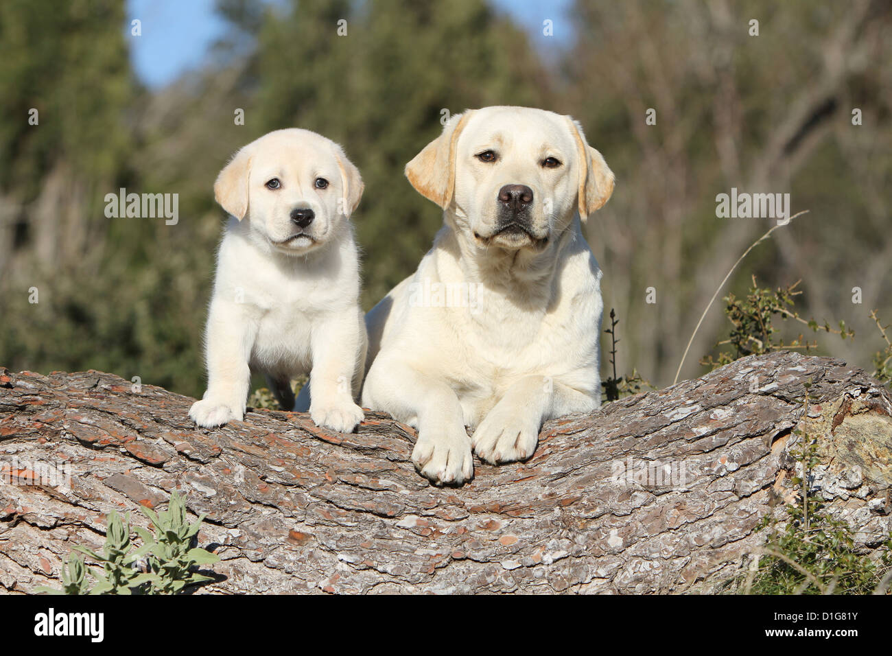 labrador retriever adults available