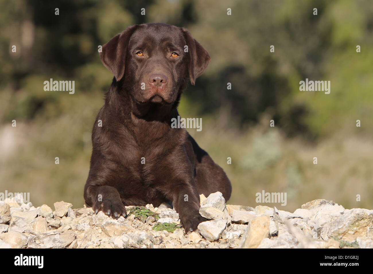dog Labrador Retriever young puppy brown slept lying down Stock Photo