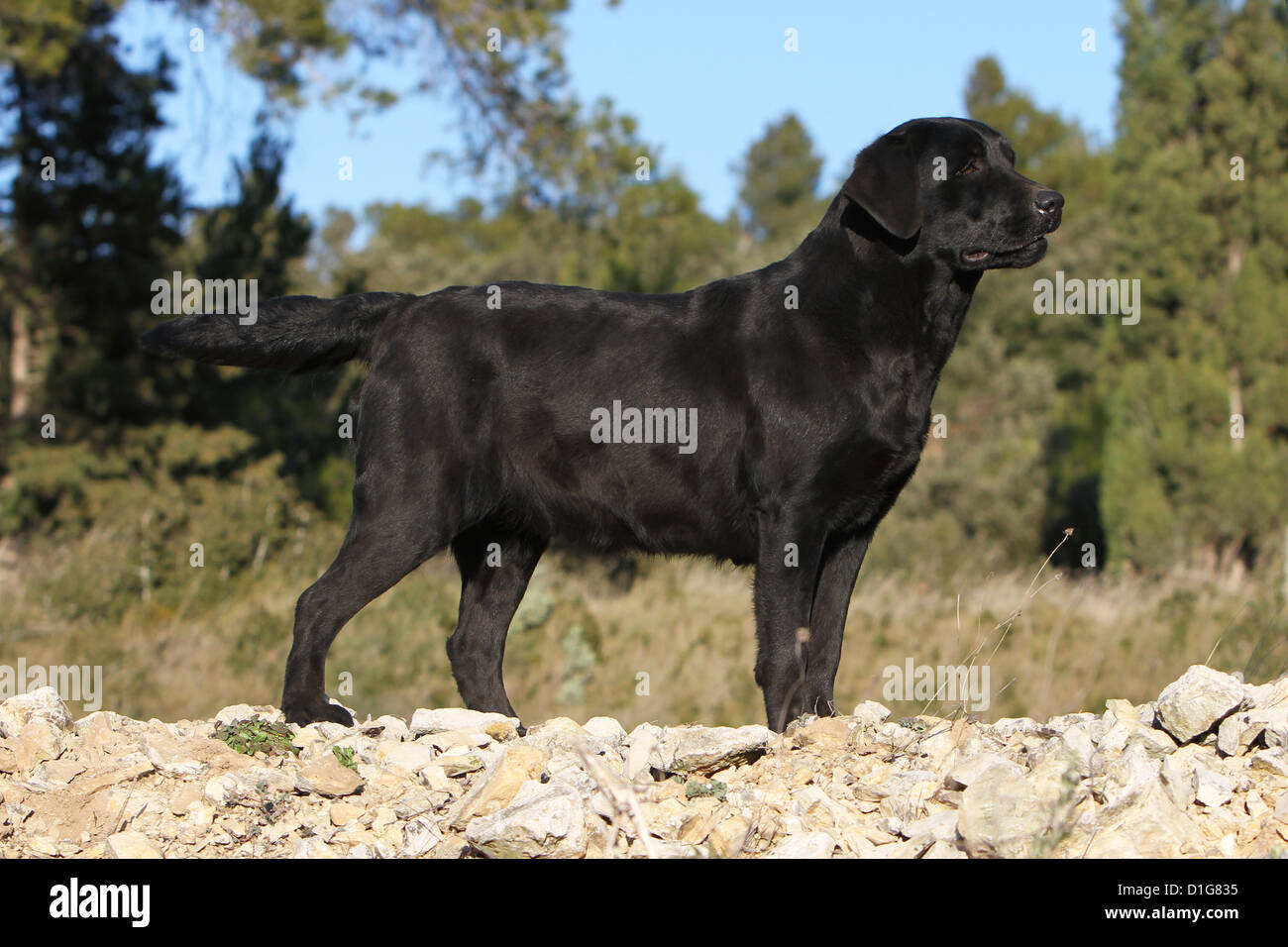 Dog Labrador retriever adult stand standing standard black Stock Photo Alamy