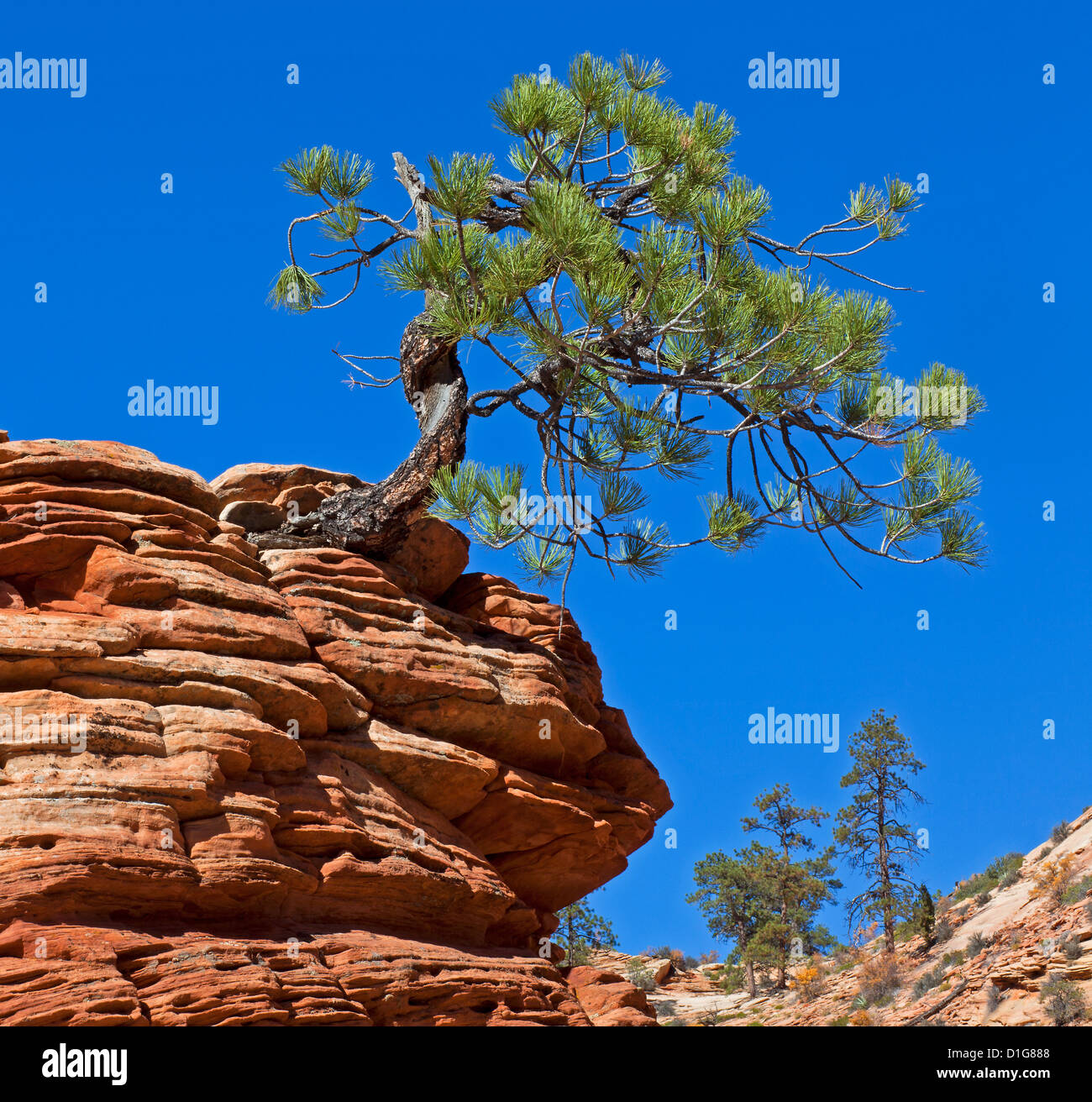 Stunted Ponderosa Pine, Zion National Park, Utah Stock Photo