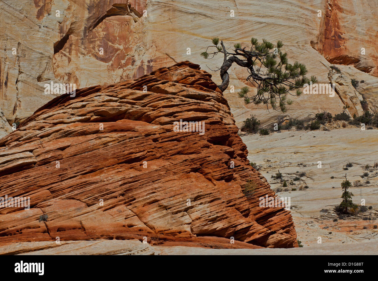 Pinus ponderosa, in Zion National Park, Utah Stock Photo