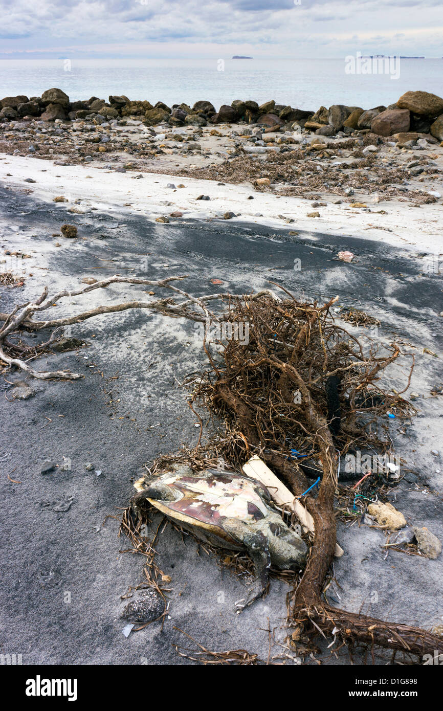 Beach debris, garbage, dead turtle rubbish washed up after storm Stock Photo