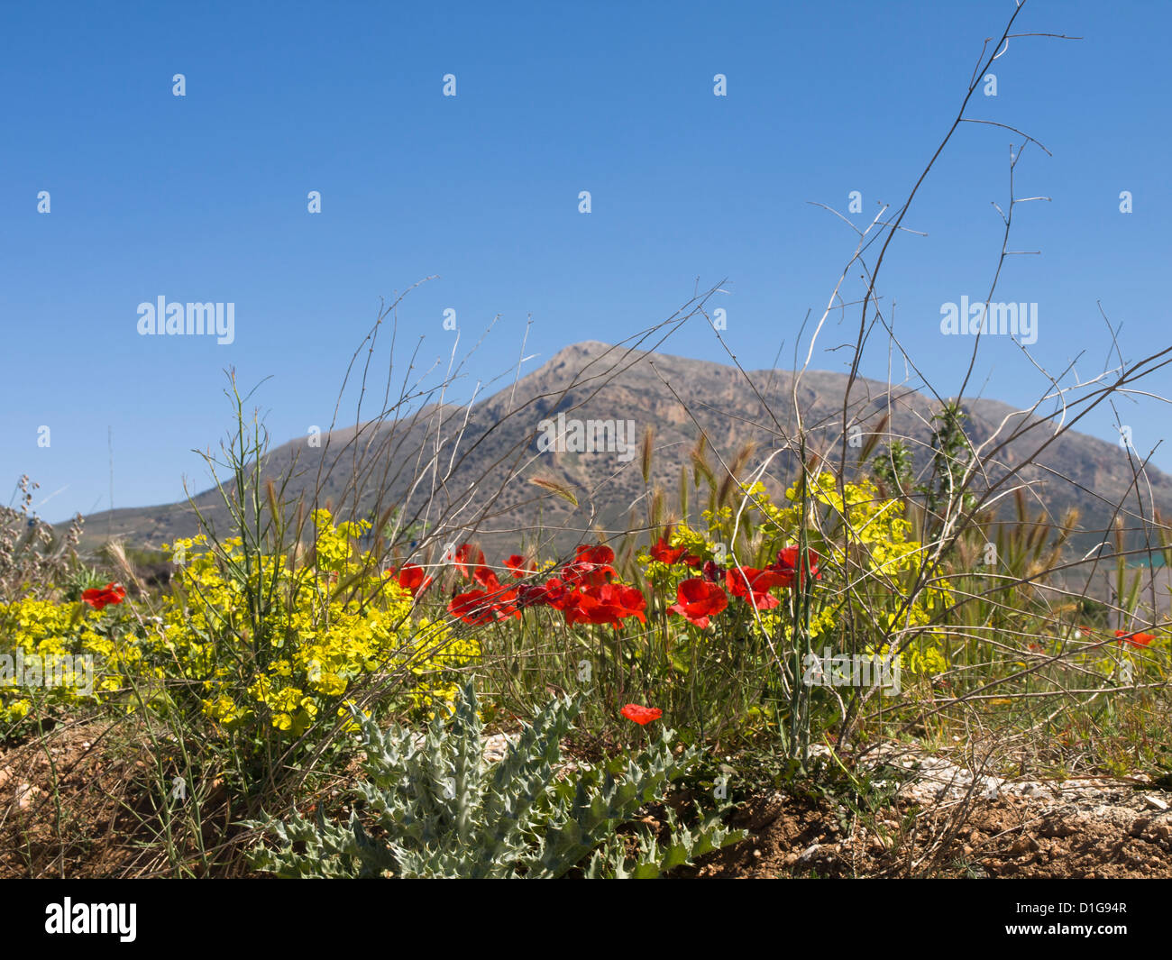 Yellow roadside wildflowers hi-res stock photography and images - Alamy