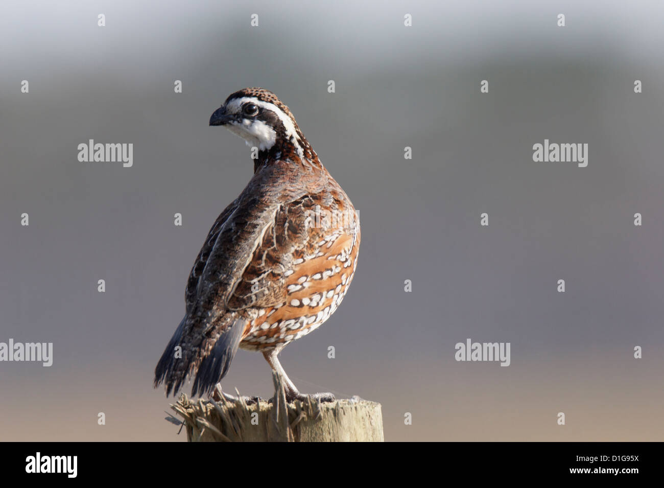 Northern bobwhite (Colinus virginianus) on a post on a dirt track road in mid Florida Stock Photo