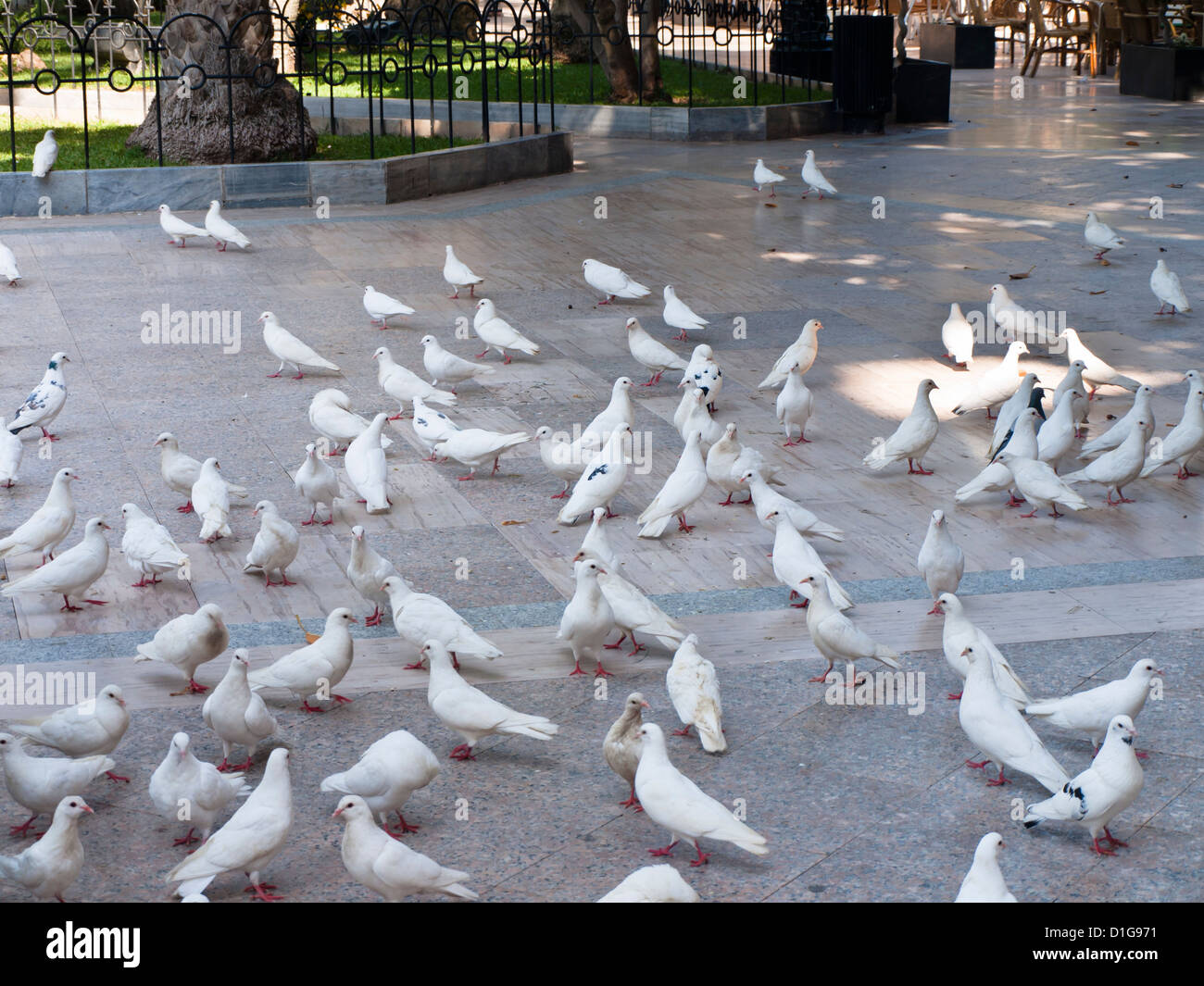 White peace pigeons in a park in Aguilas, Murcia Spain Stock Photo