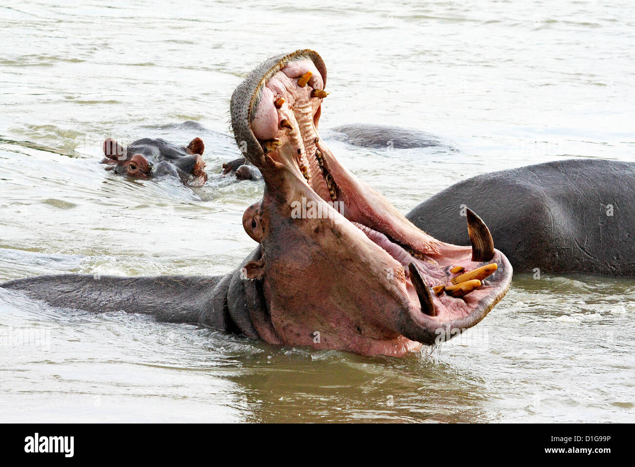 A hippo with mouth wide open exposing a fierce array of tusks and teeth Stock Photo