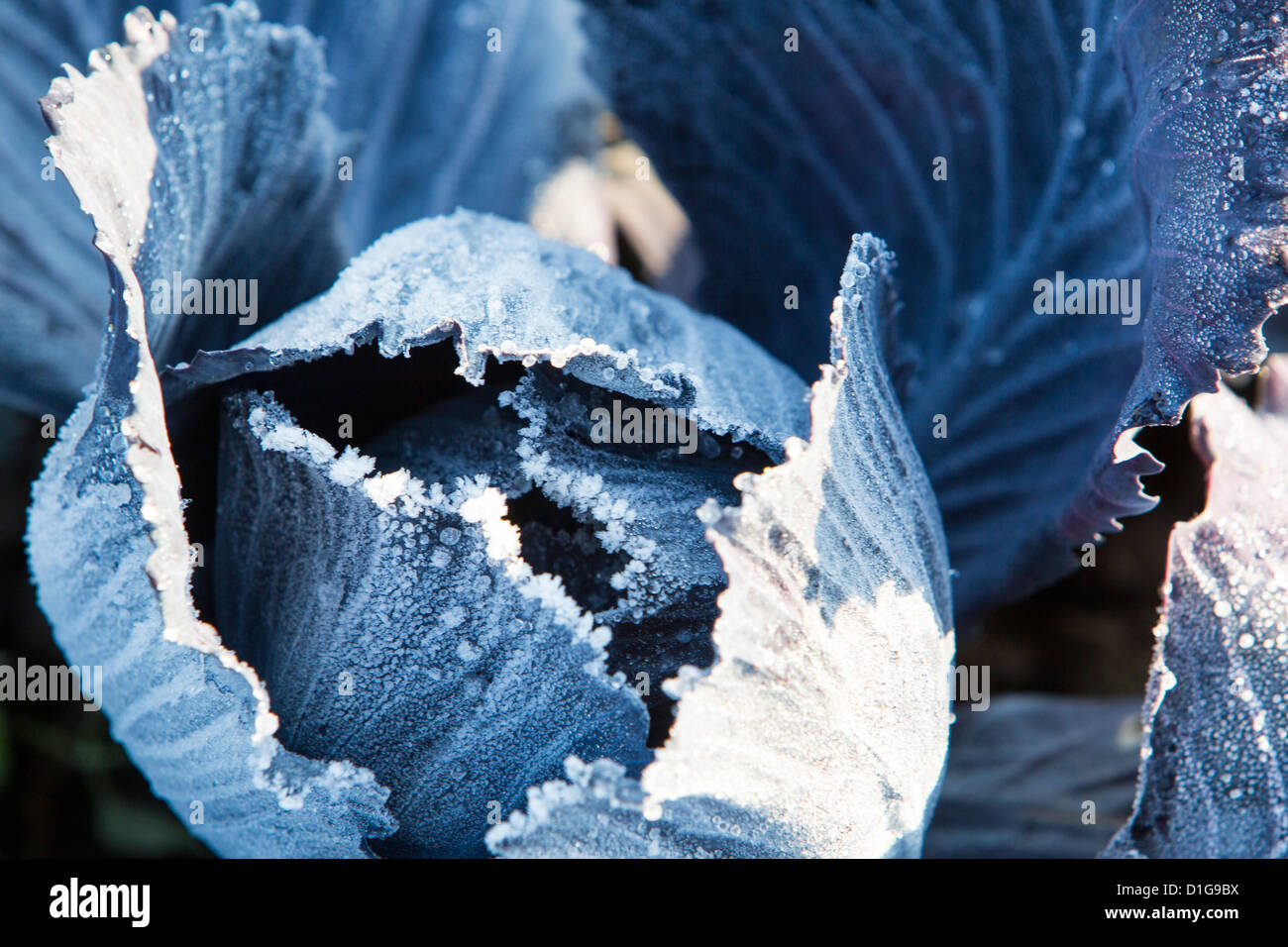 Frost on red cabbage being grown on the Lancashire Fylde coast near Southport, UK Stock Photo
