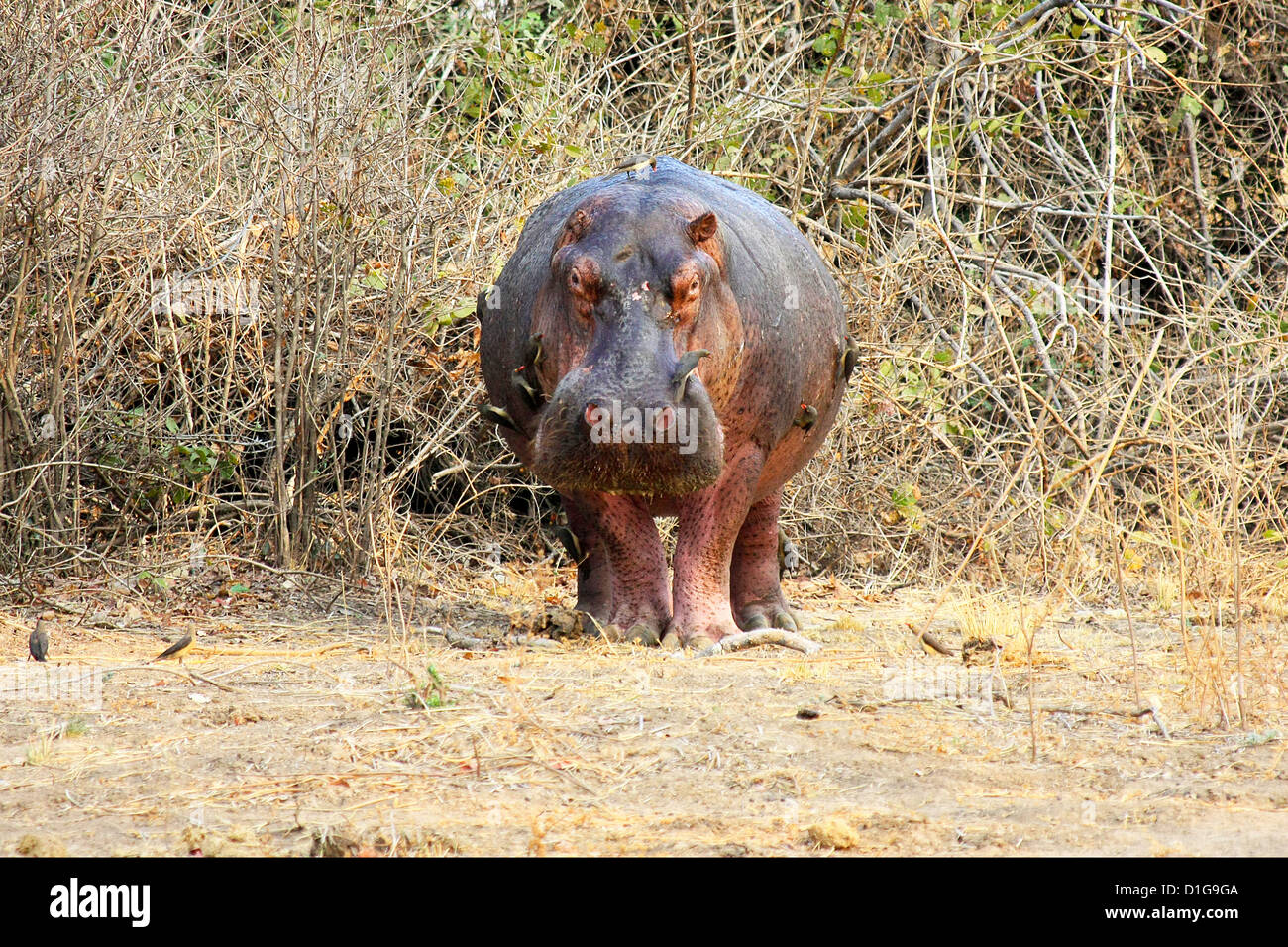 A huge hippo caught out in the open during the day Stock Photo