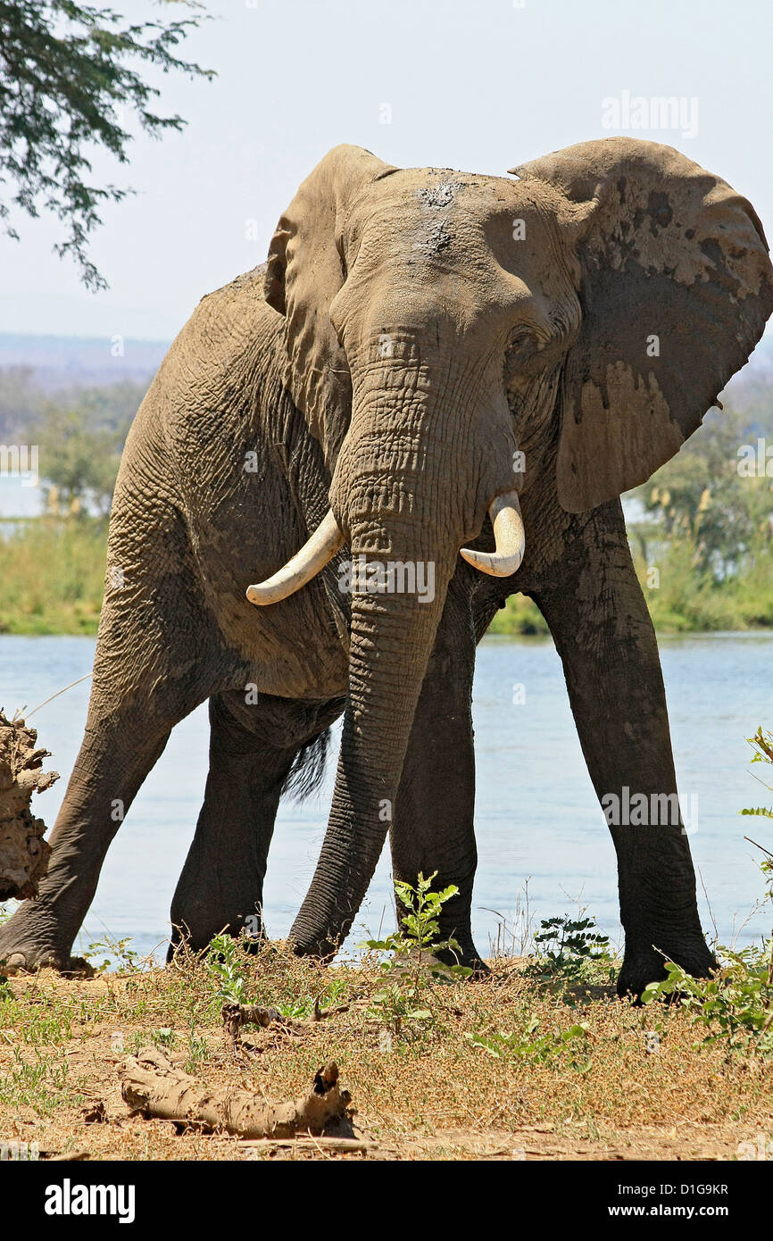 Angry bull elephant at bay beside the Zambezi river Stock Photo