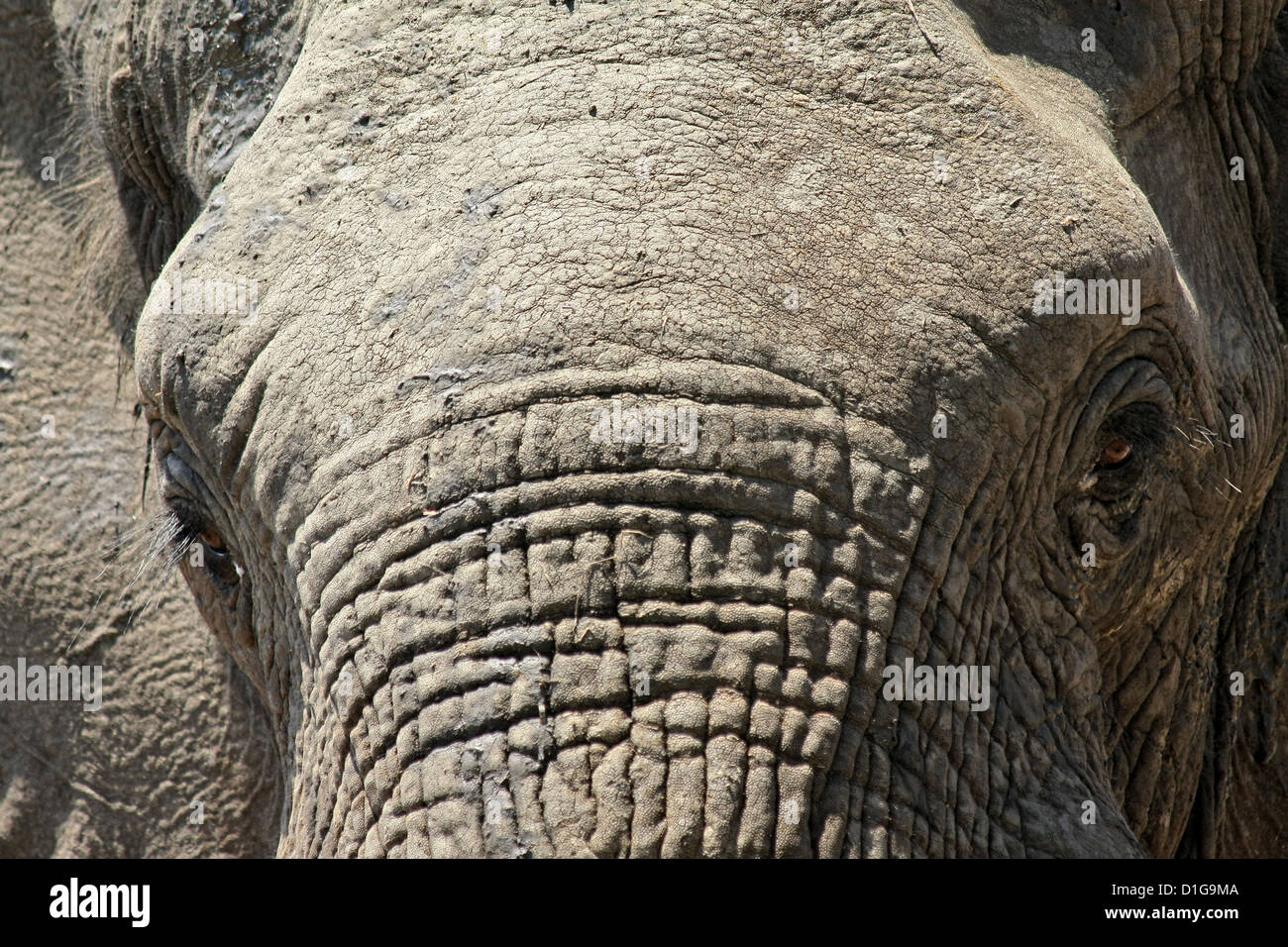 Closeup of an elephant's head and wrinkled skin Stock Photo Alamy