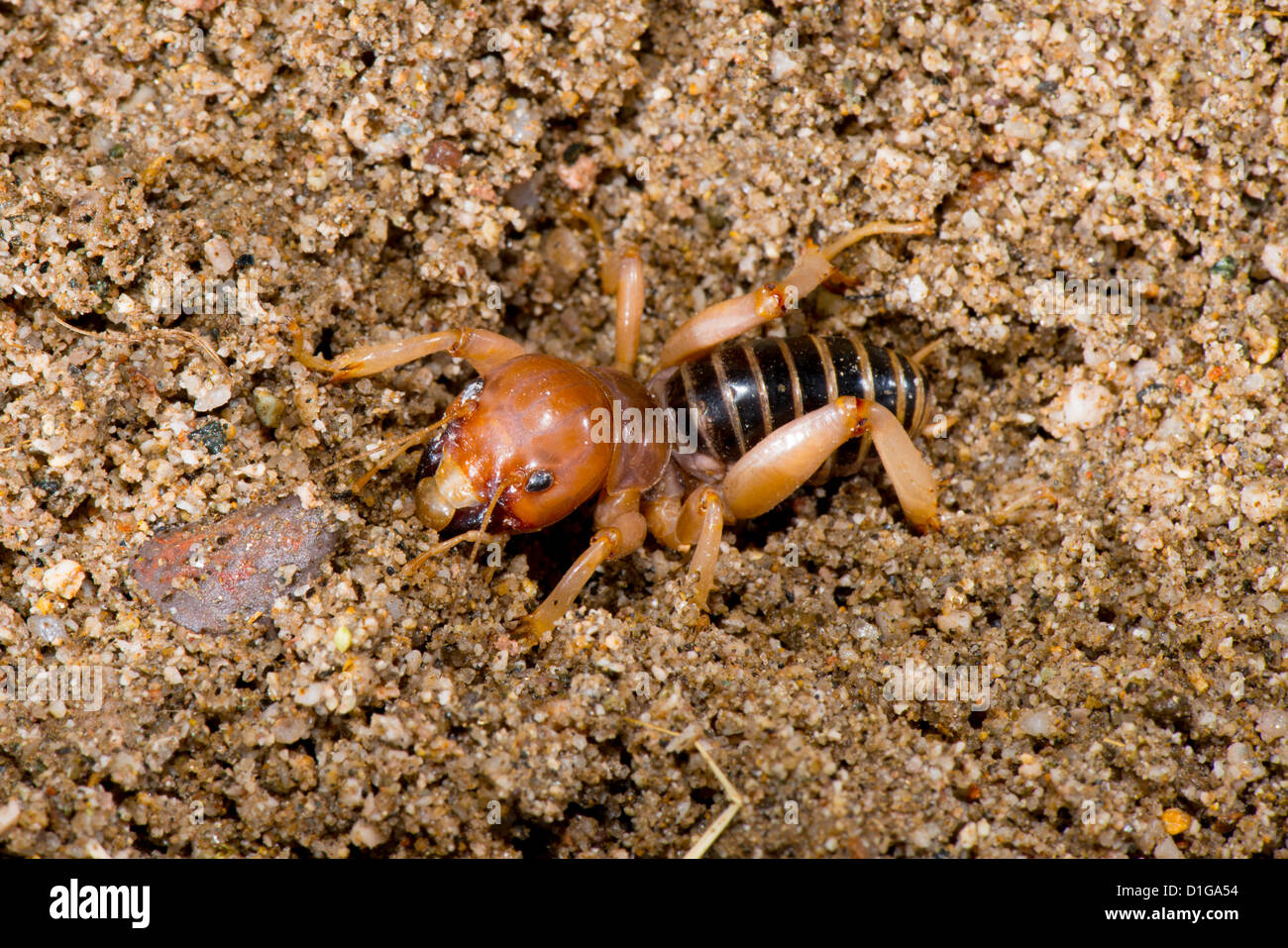 Jerusalem Cricket Stenopelmatus species Ruby Road, Santa Cruz County ...