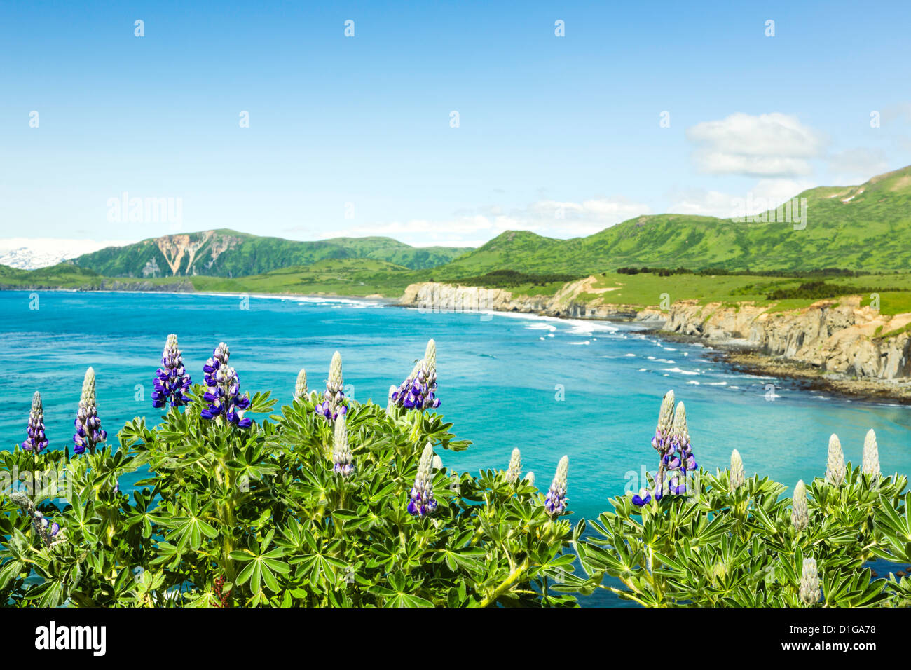 Closeup of Nootka Lupine on Narrow Cape with Surfing Beach and