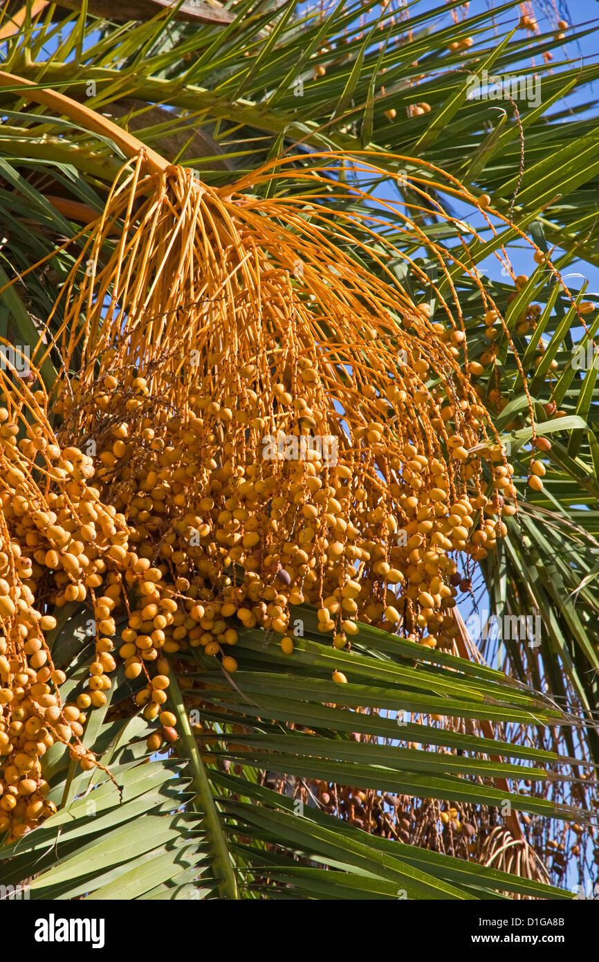 Tree Seeds Identification