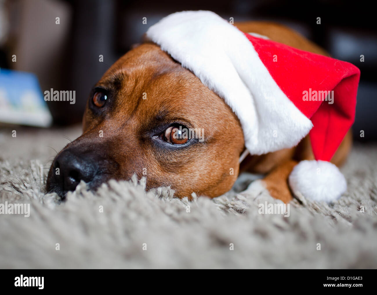 Dog wearing christmas hat Stock Photo Alamy