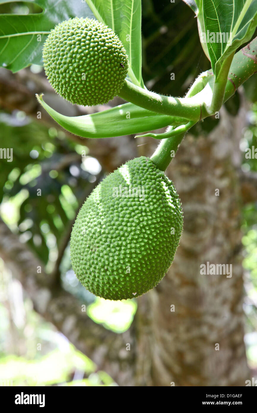 Zanzibar;Africa Organic Spices and Fruit Jackfruit as grown of Zanzibar
