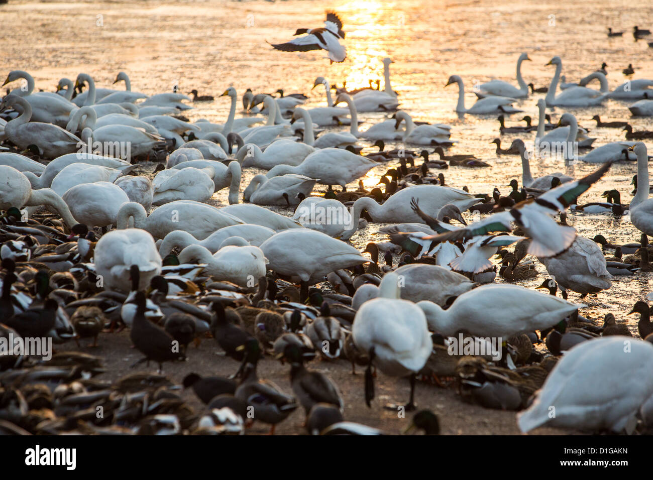 Whooper Swans (Cygnus cygnus) and mixed duck flocks at Martin Mere, a Wildfowl and Wetlands Trust bird reserve near Southport, Stock Photo