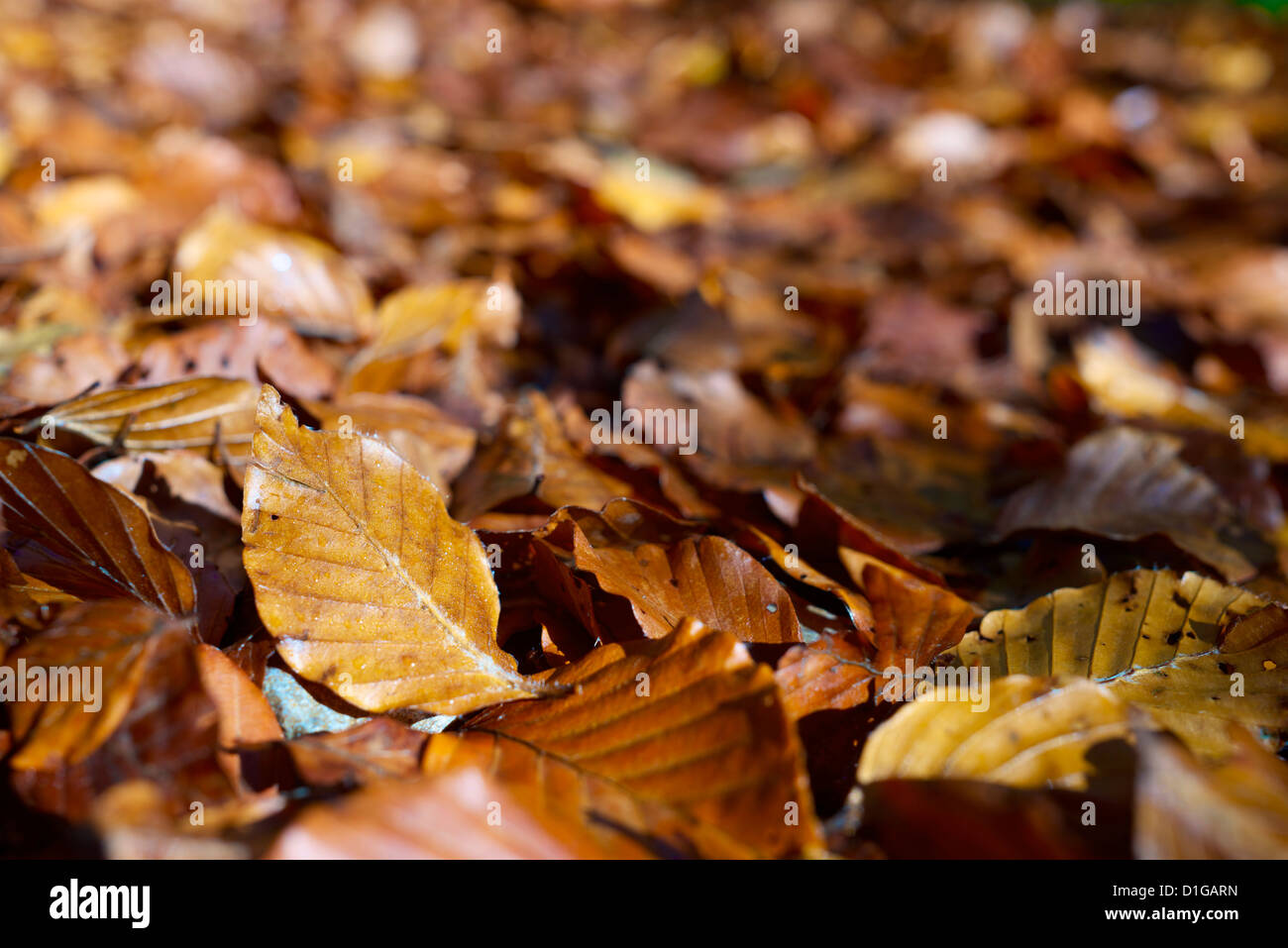 close-up of fallen autumn leaves on the ground Stock Photo - Alamy