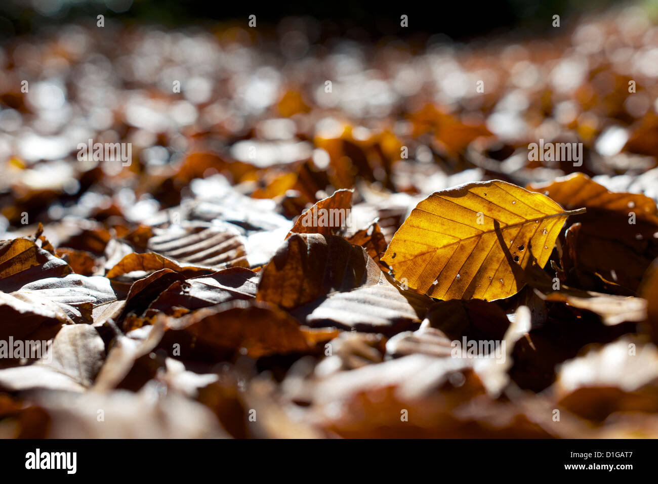 close-up of fallen autumn leaves on the ground Stock Photo - Alamy