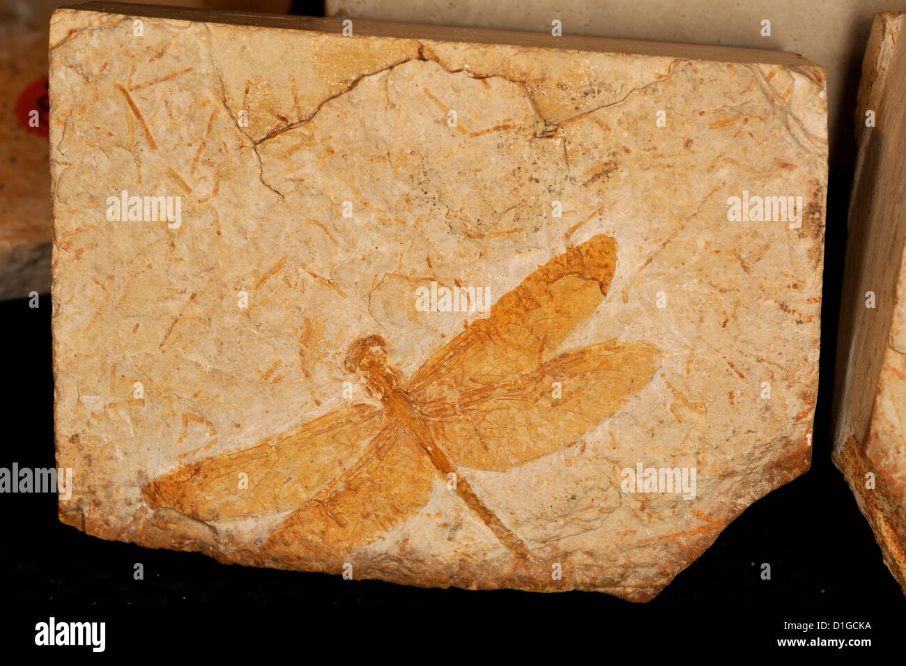 Fossil dragonfly, Odonata, Cretaceous Period, Grado, Italy Stock Photo