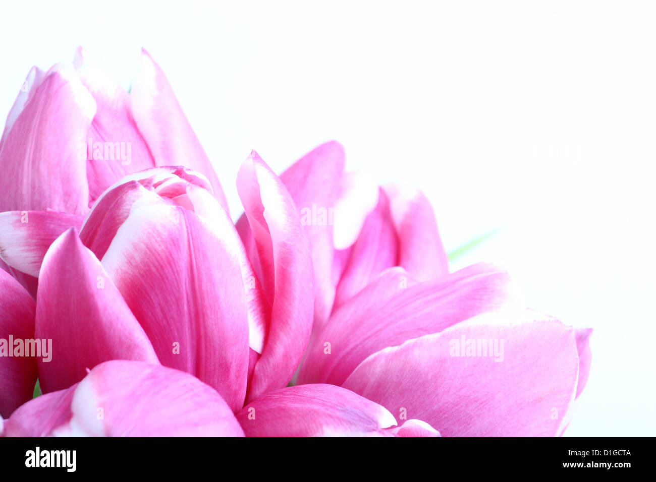bouquet of pink tulips on white background Stock Photo - Alamy
