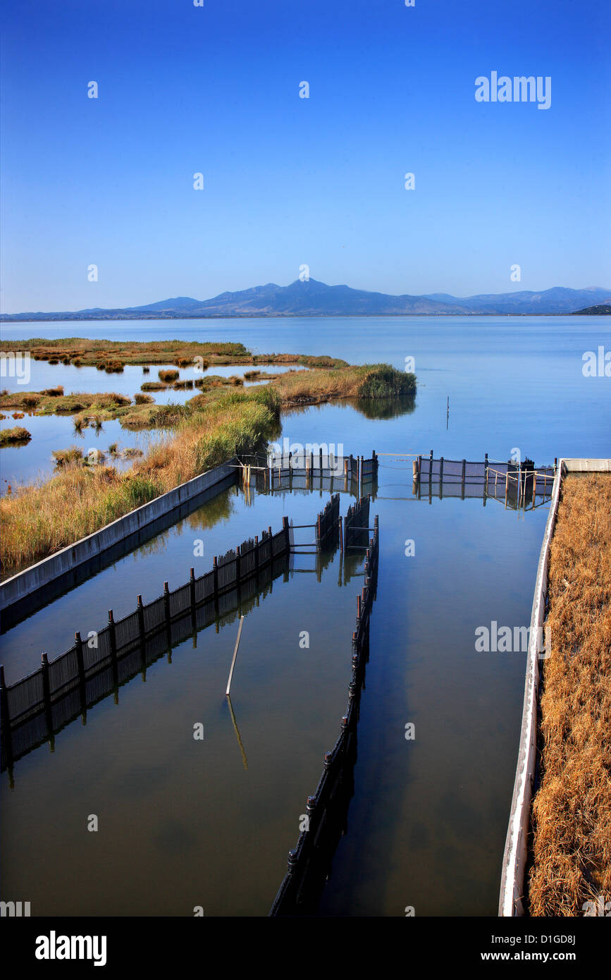 Traditional fish farm, called 'Divari' or 'Givari' at Tsoukalio lagoon, Ambracian ('Amvrakikos') gulf, Arta, Epirus, Greece. Stock Photo