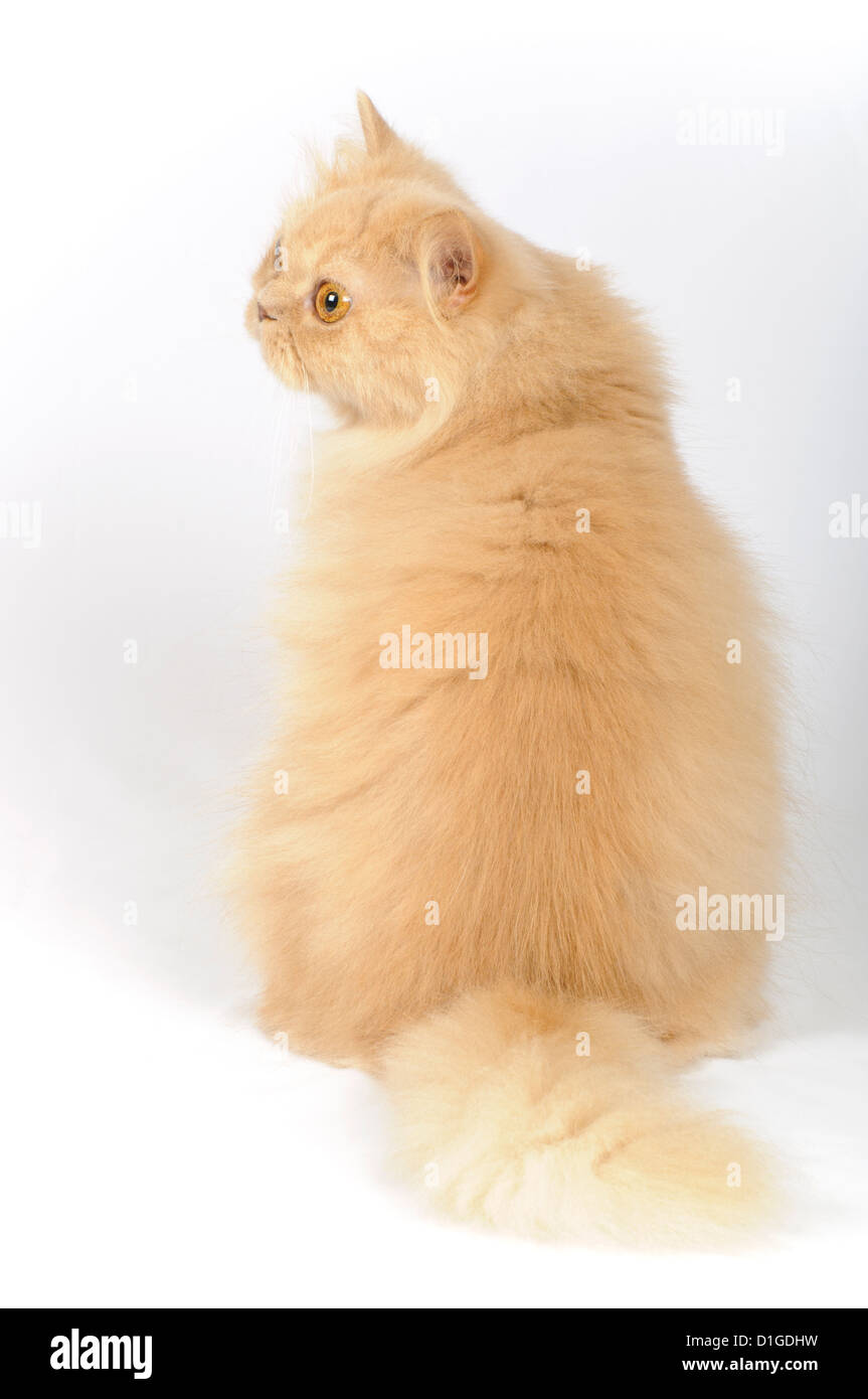 Persian cat portrait Stock Photo - Alamy