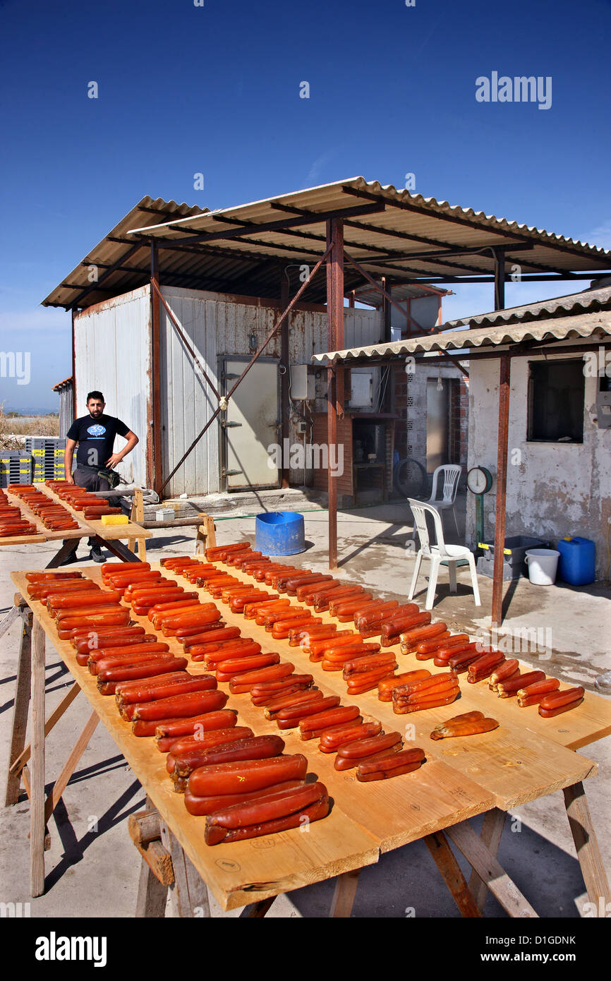 Fish roe  (bottarga) drying in the sun at Tsoukalio lagoon, Ambracian ('Amvrakikos') gulf, Arta, Epirus, Greece Stock Photo