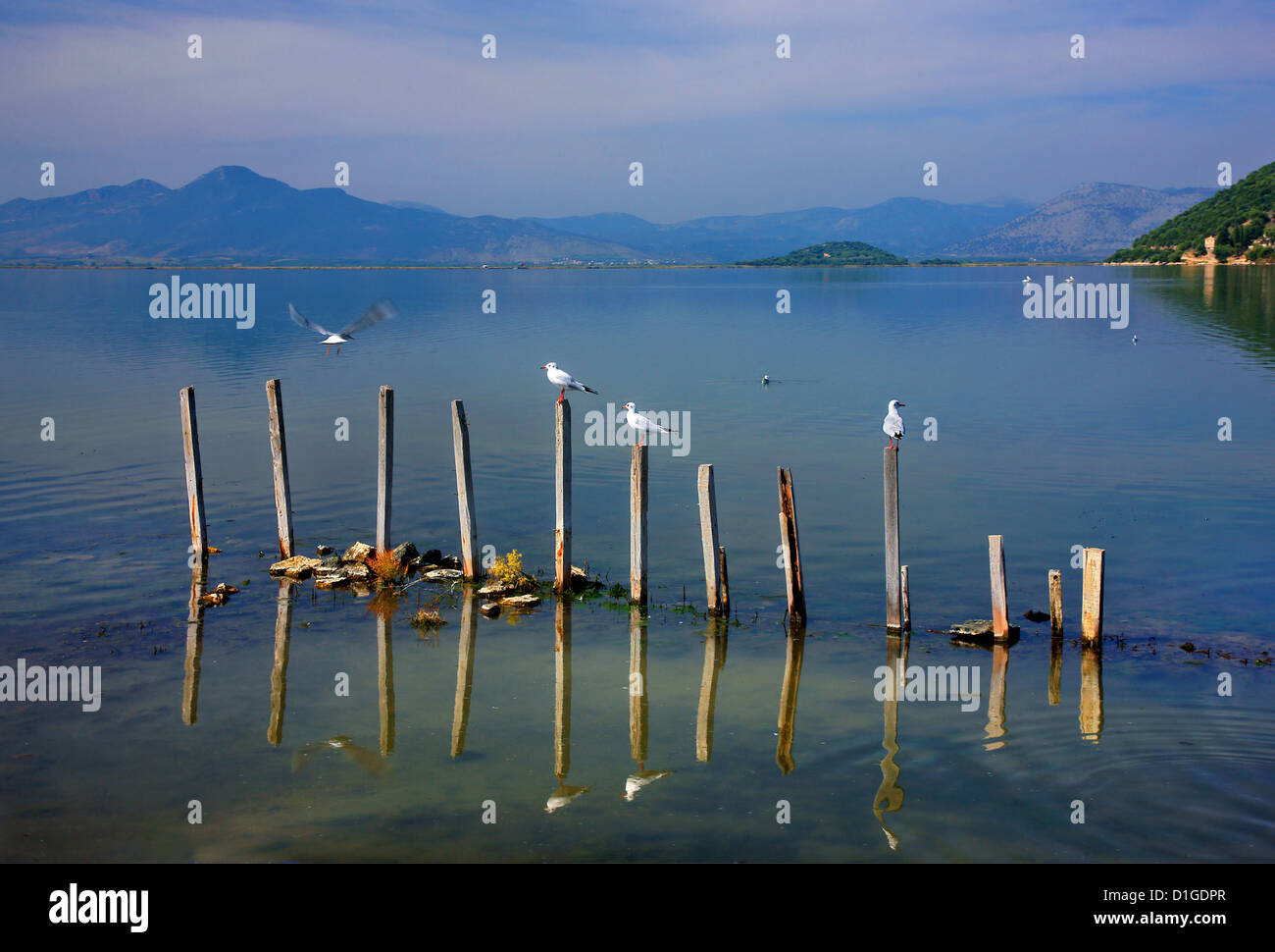 Seagulls resting on poles at Tsoukalio lagoon, Ambracian ('Amvrakikos') gulf, Arta, Epirus, Greece. Stock Photo