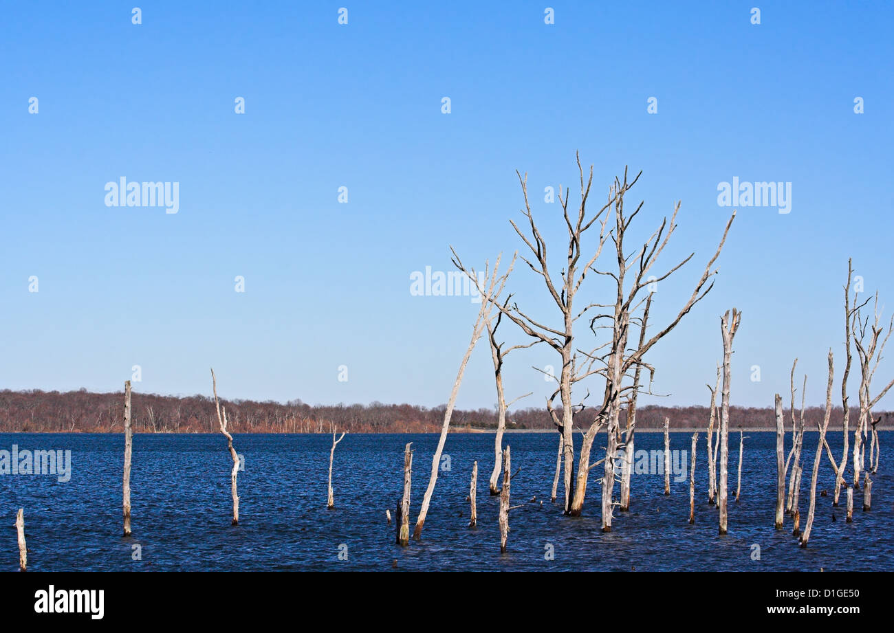 A reservoir filled with dead trees Stock Photo - Alamy