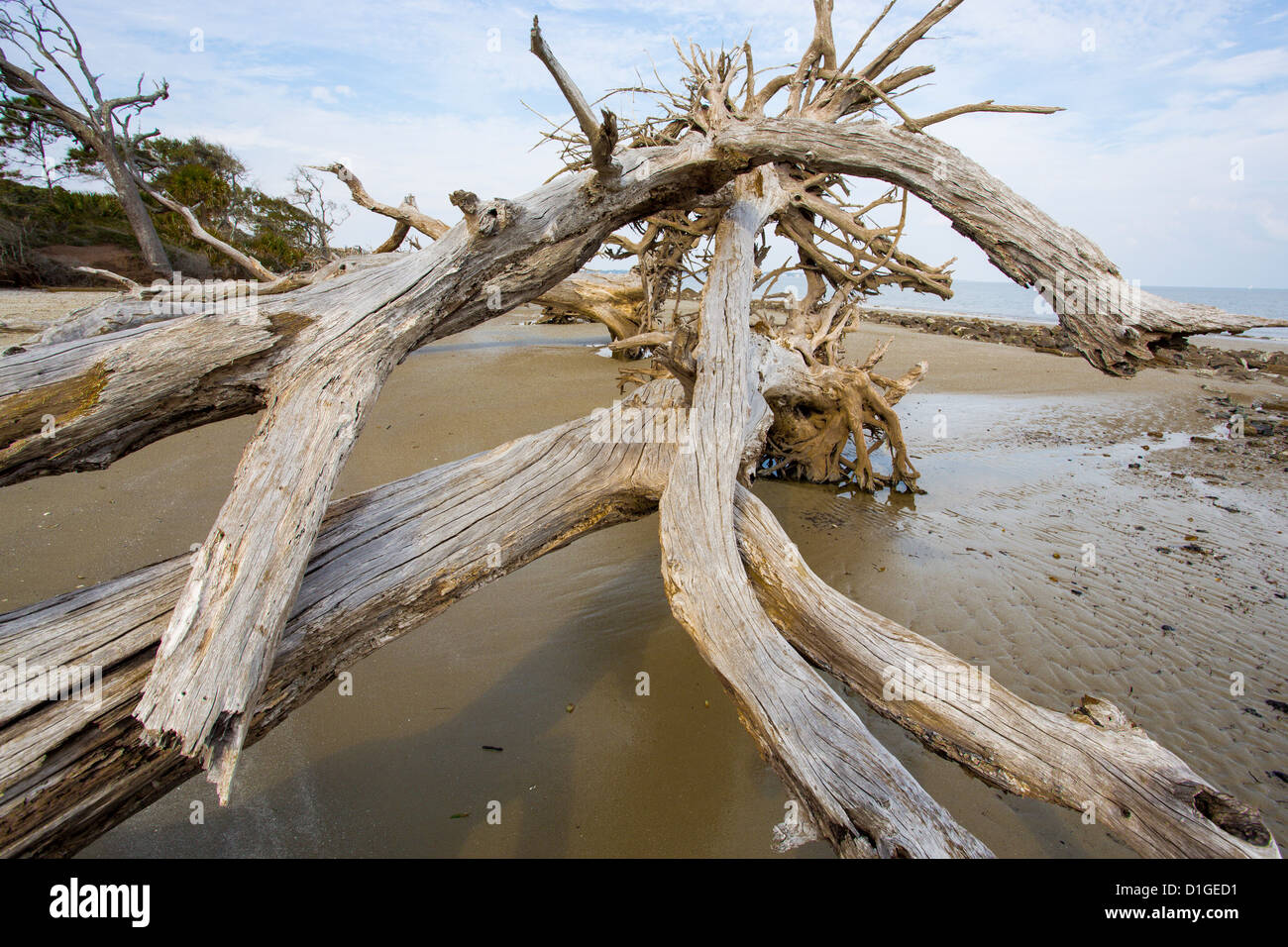 Driftwood on Driftwood Beach on Jekyll Island Stock Photo Alamy