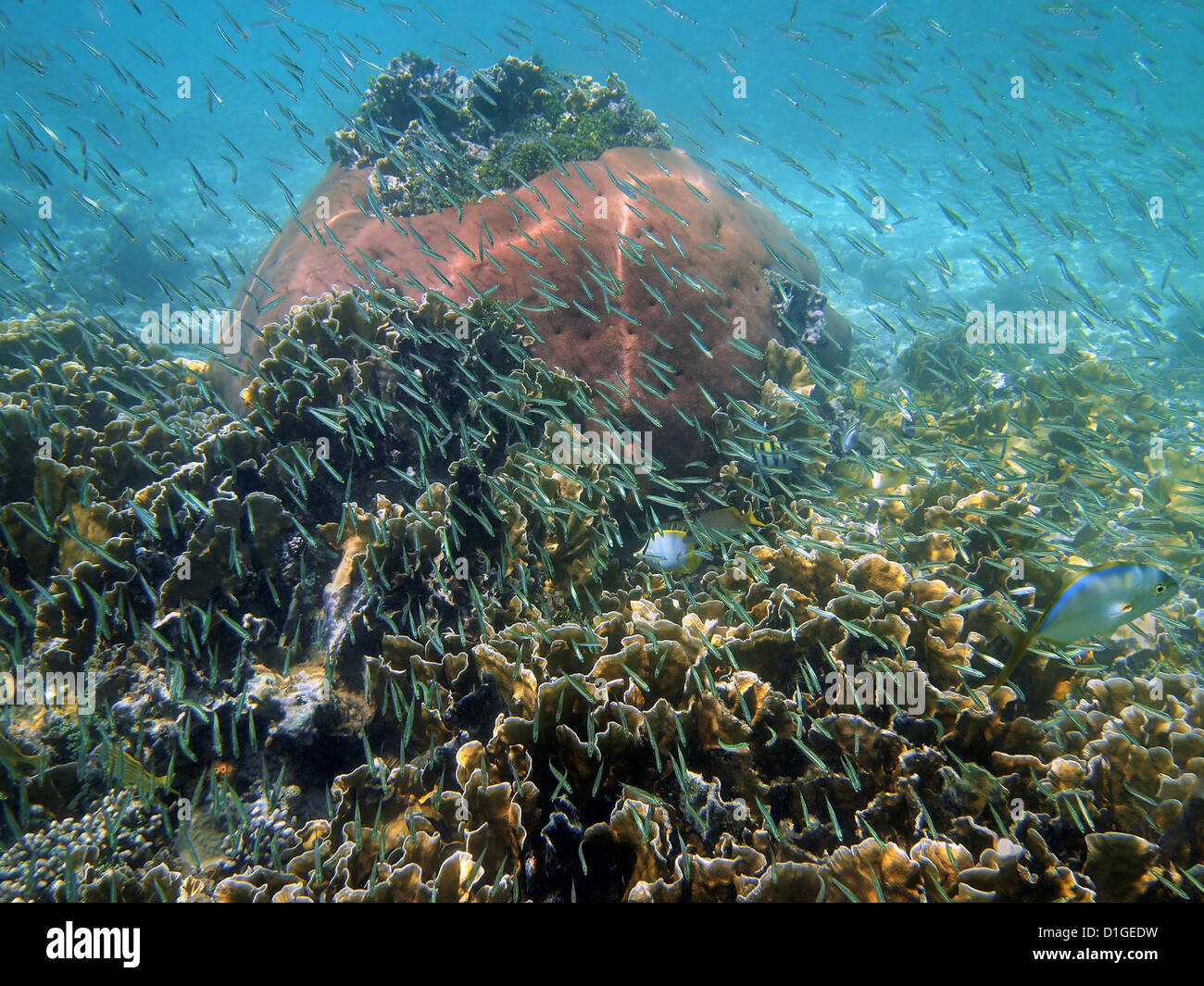 Coral reef with school of small tropical fish in the Caribbean sea Stock Photo