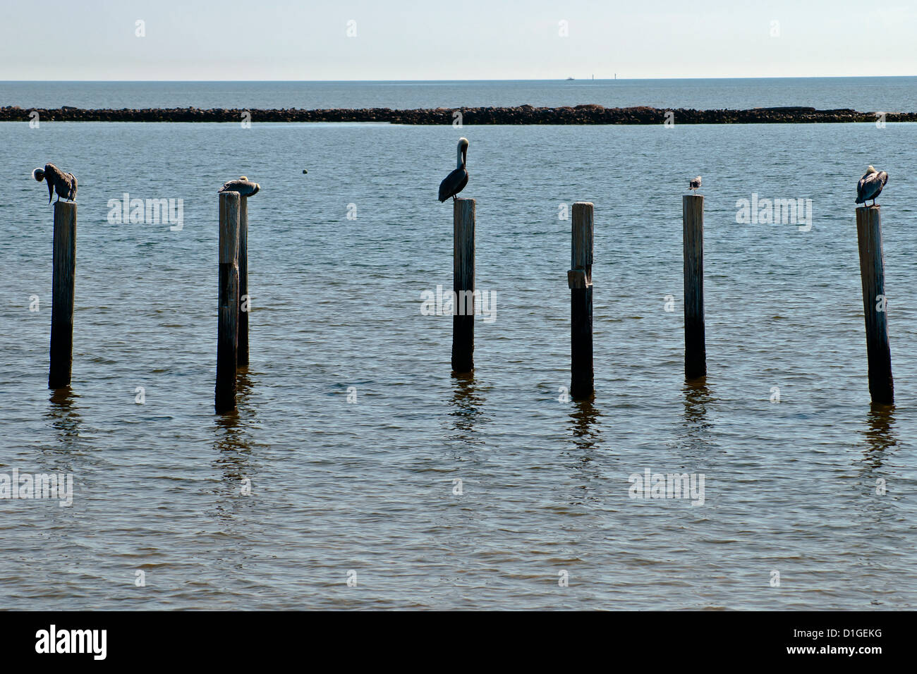 Three birds sit on the wooden pillars of the berth for boats, Waterfront, Biloxi, Mississippi