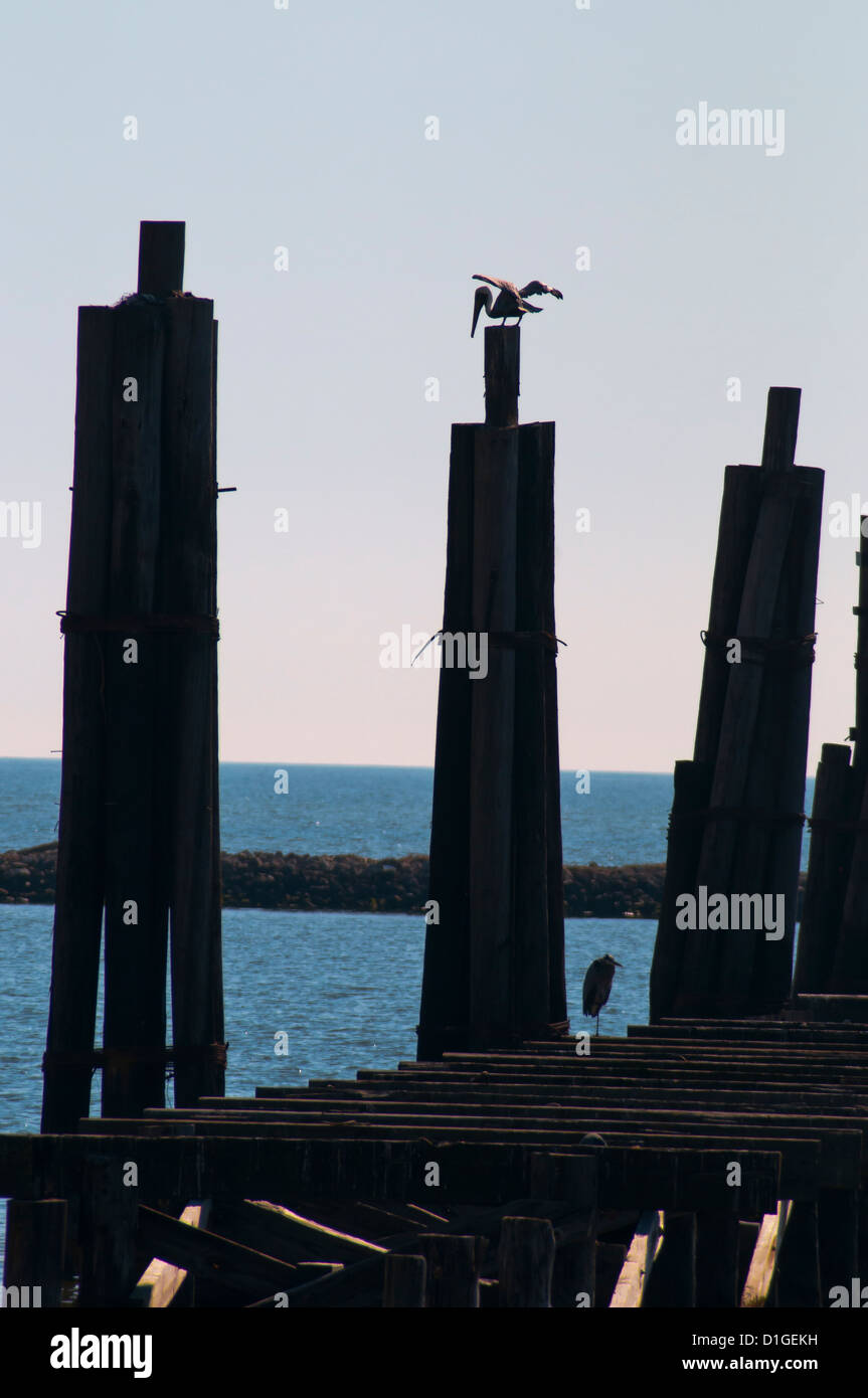 Bird sit on the wooden pillars of the berth for boats, Waterfront