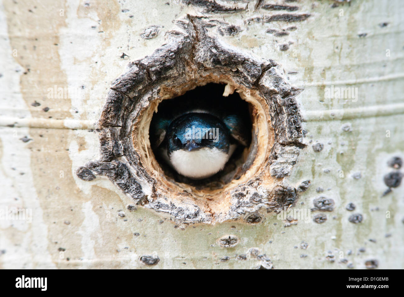 Tree Swallow looking out nest in Aspen Tree perching bird birds