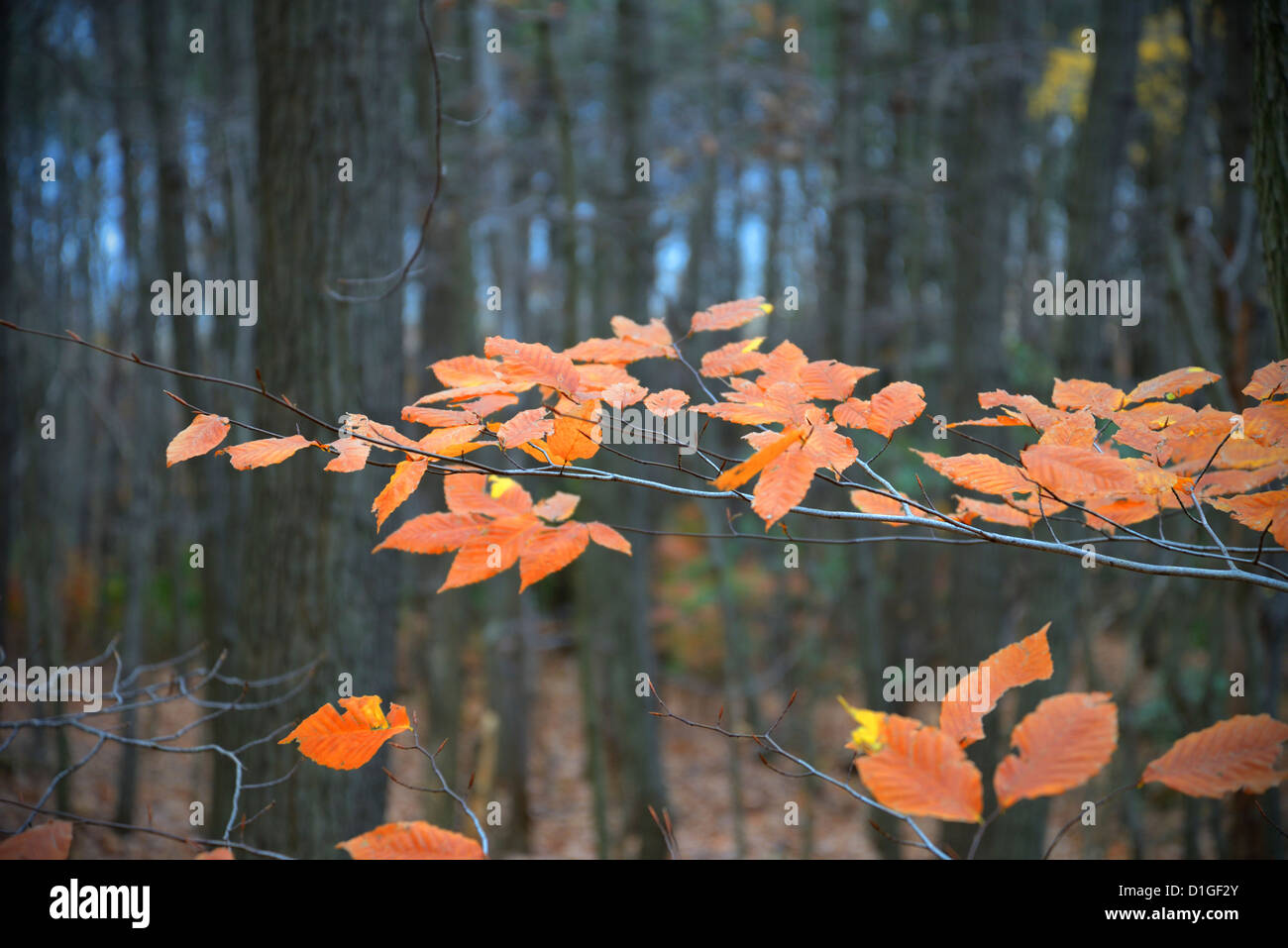 The Last Autumn Leaves On Tree In Forest, Pennsylvania, USA Stock Photo