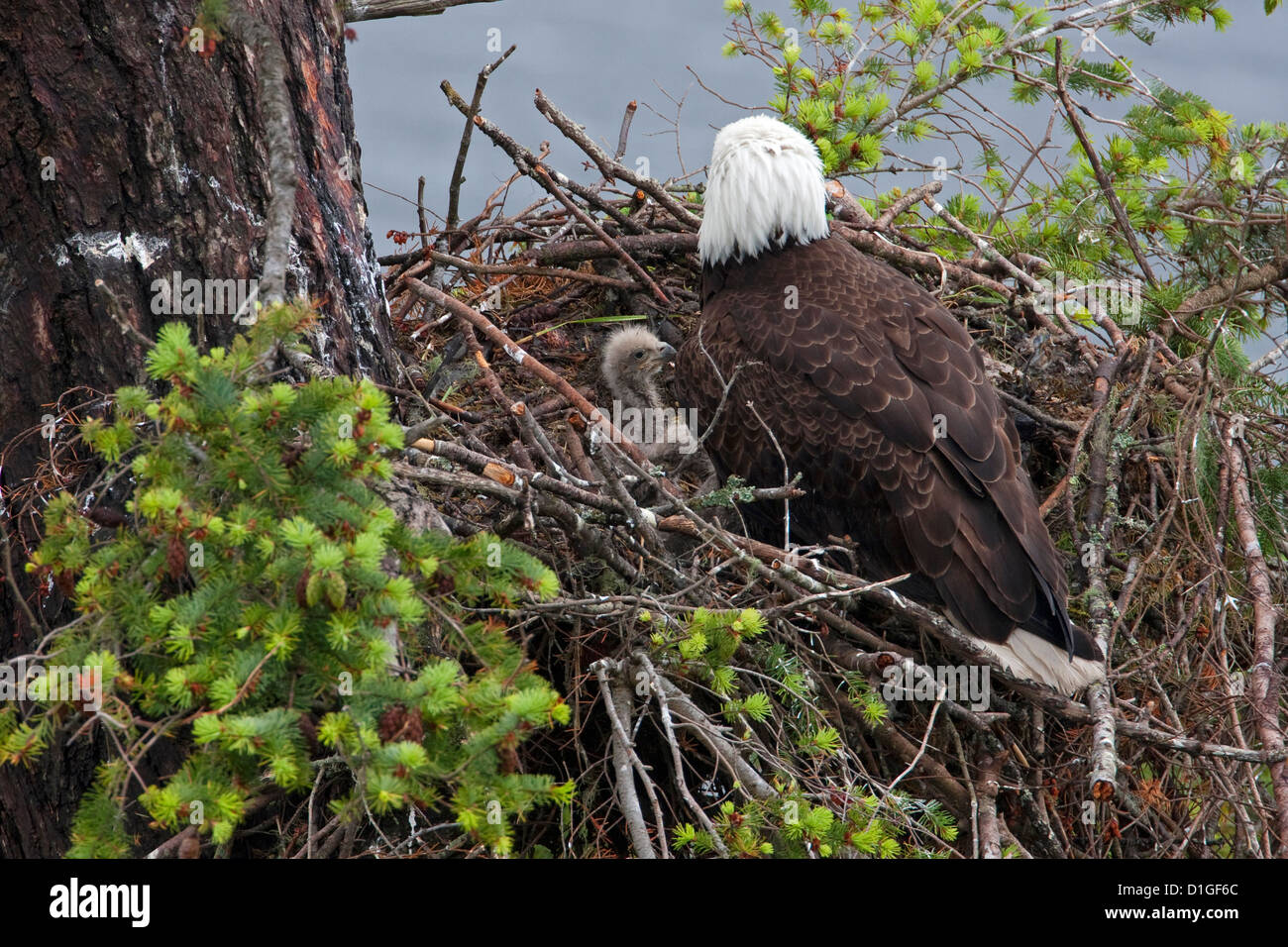 Bald Eagle (Haliaeetus leucocephalus) adult on nest with eaglets in