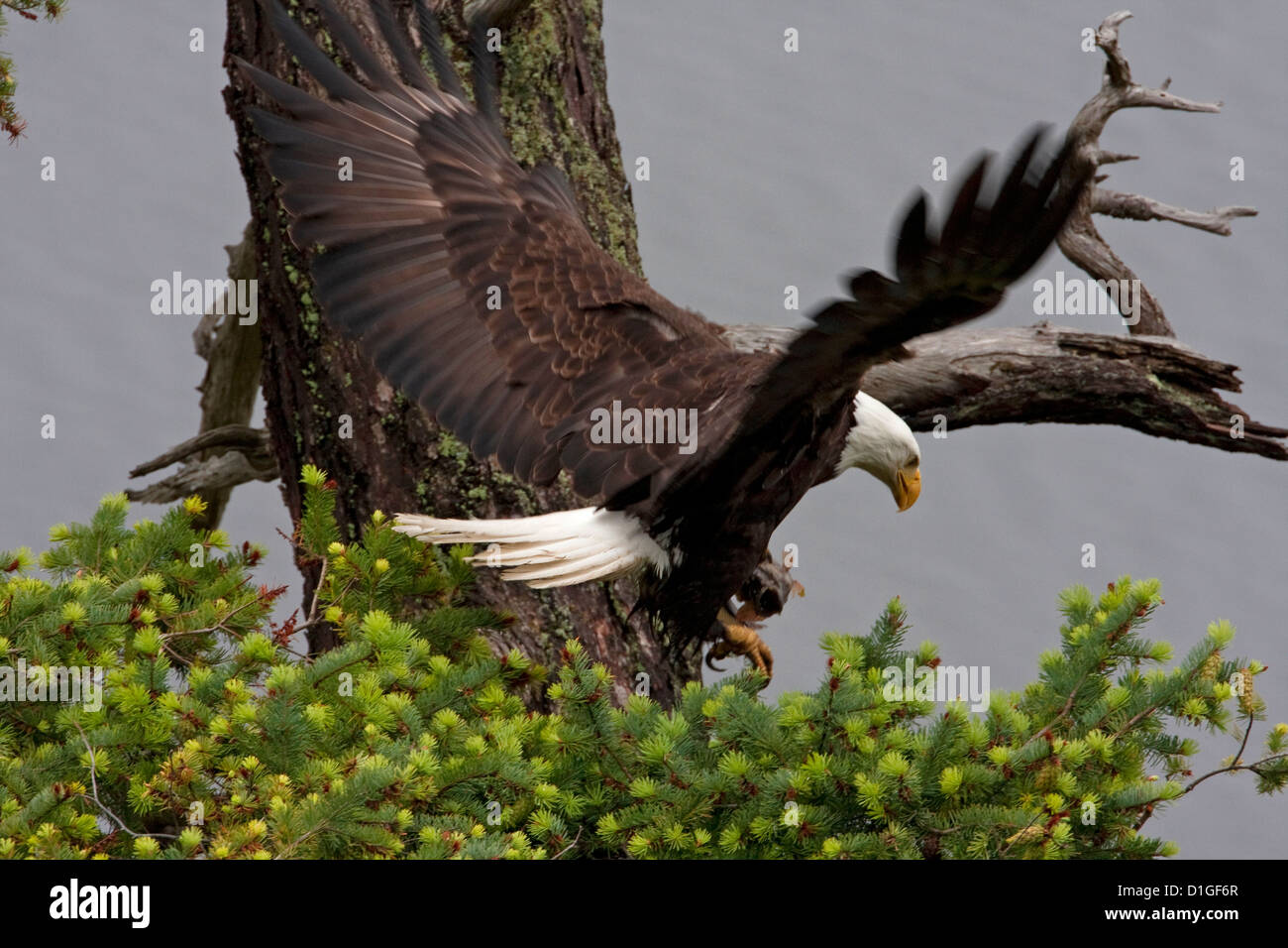 Bald Eagle (Haliaeetus leucocephalus) in flight and about to land on nest to feed eaglets at Denman Island, BC, Canada in May Stock Photo