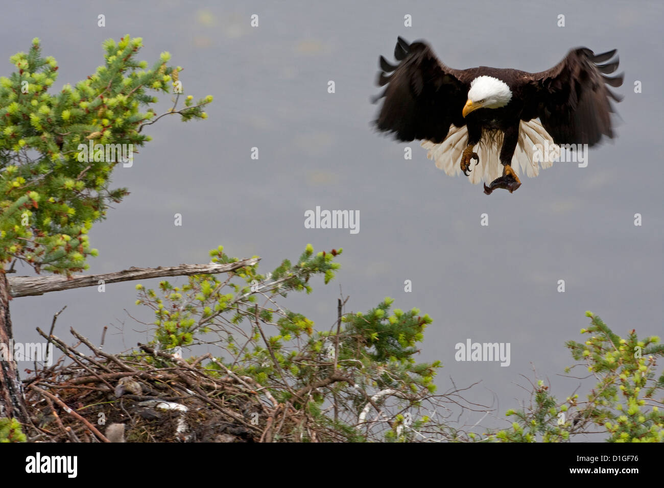 Bald Eagle (Haliaeetus leucocephalus) in flight with fish in talons about to land on nest to feed eaglets at Denman Island, BC Stock Photo